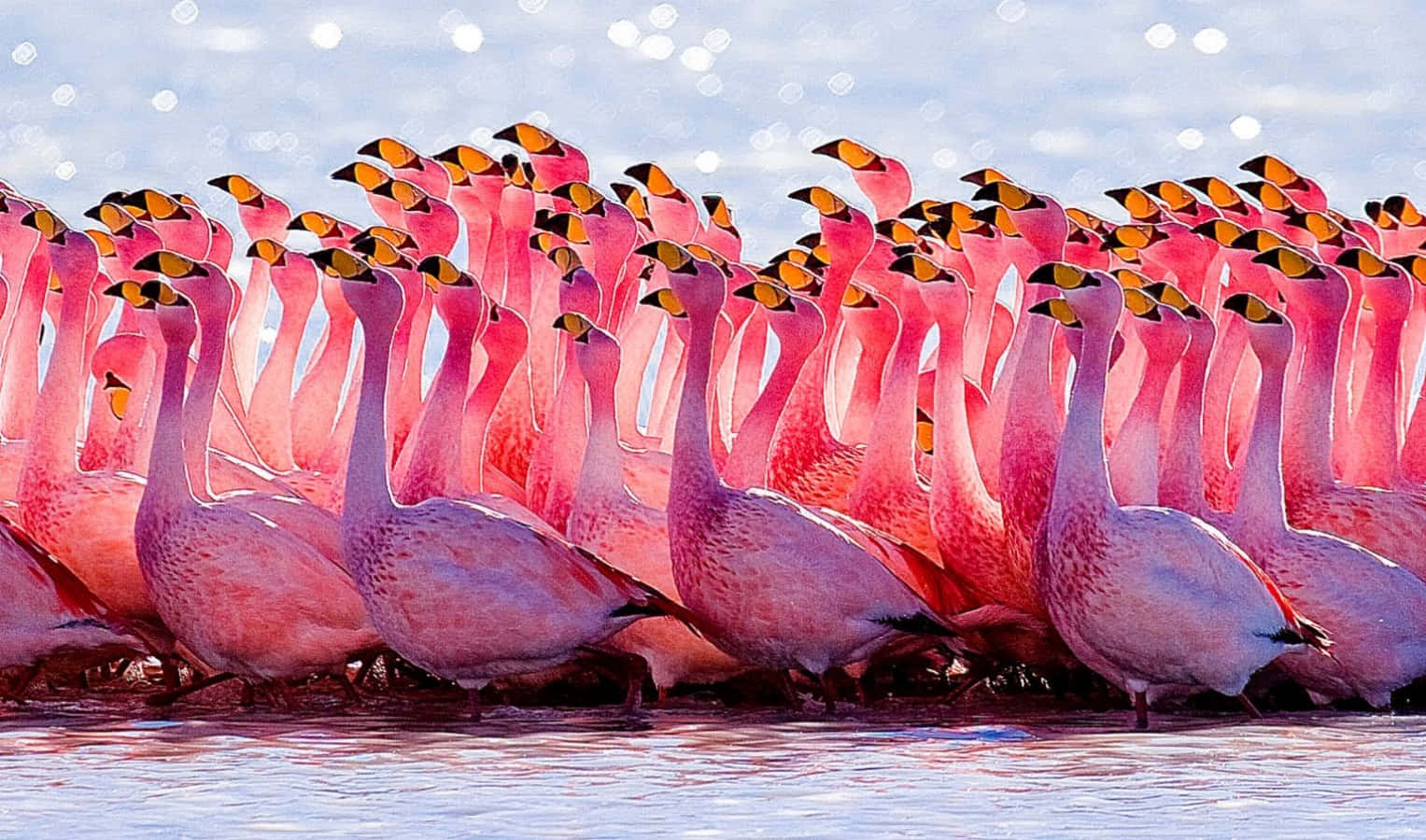 Pink Flamingos 桌布 壁紙 — 一群充滿活力的粉紅色火烈鳥站在淺水中，天空明亮，帶有閃爍的光效。