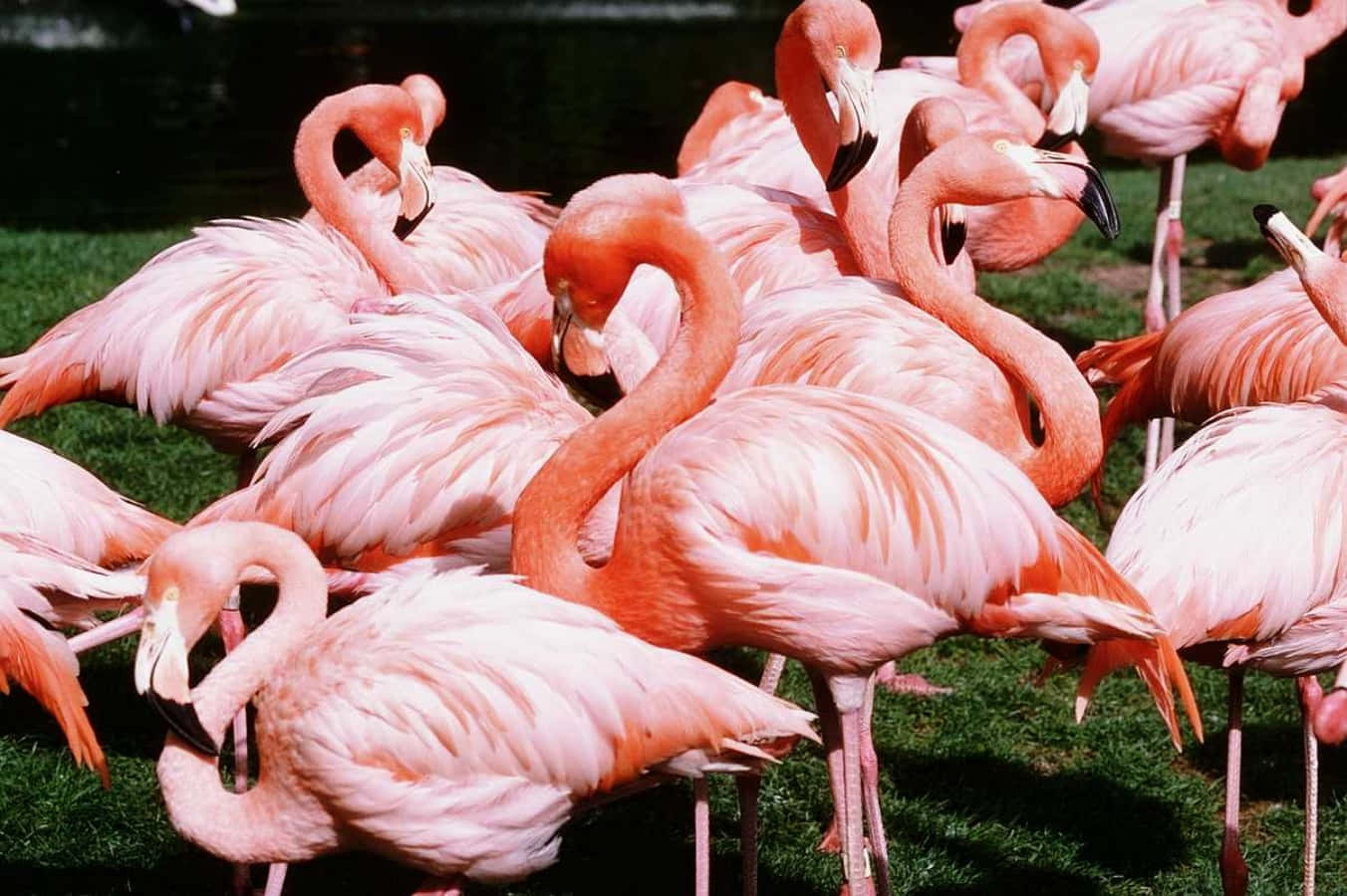 Pink Flamingos 桌布 壁紙 — 一群充滿活力的粉紅色紅鶴在明亮的日光下，優雅地單腳站立在茂密的綠草地上。