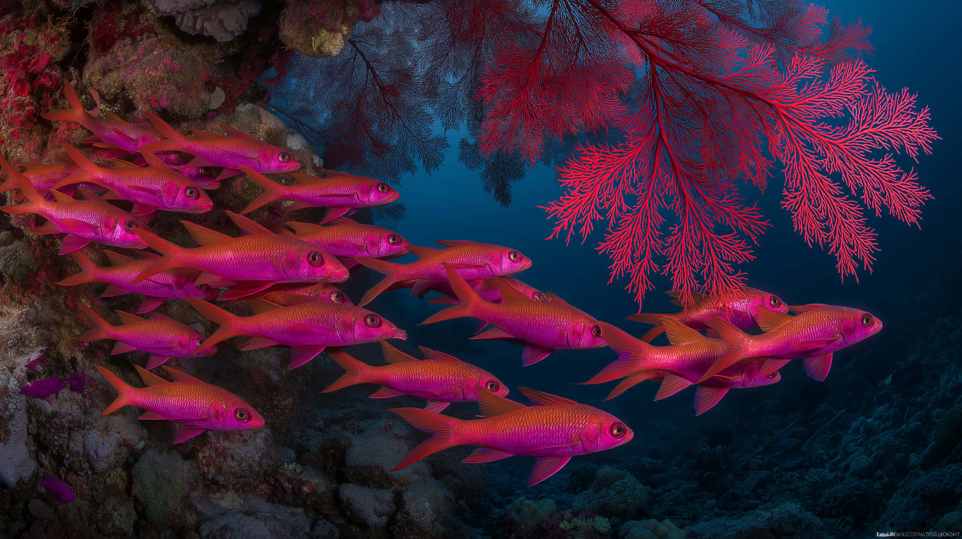 粉紅色魚在深藍色海水中靠近紅色珊瑚游動 — 學校 壁紙