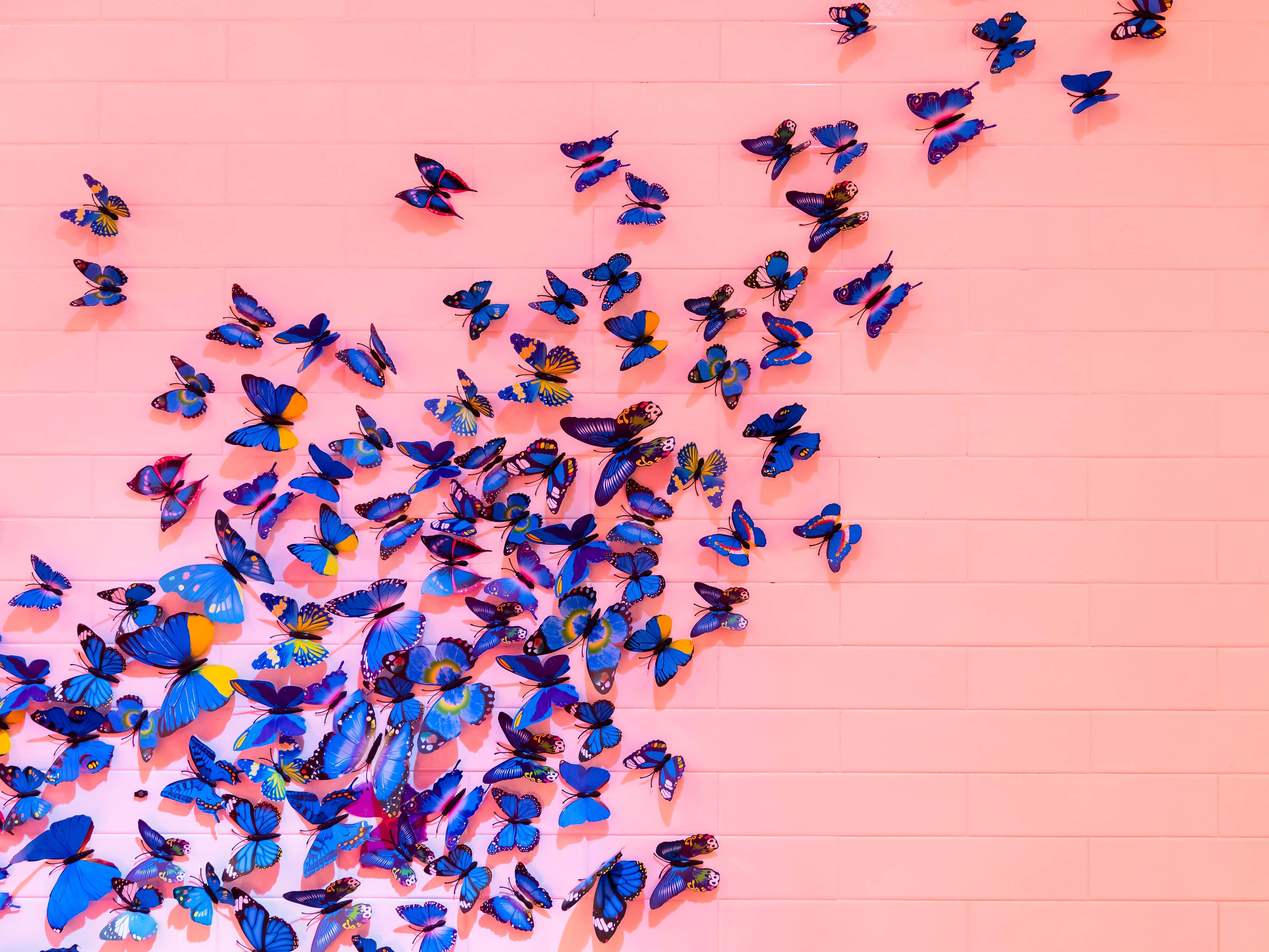Butterflies 桌布 壁紙 — 一群充滿活力的藍色和黃色蝴蝶以動態的對角線圖案裝飾著光滑的粉紅色瓷磚牆。