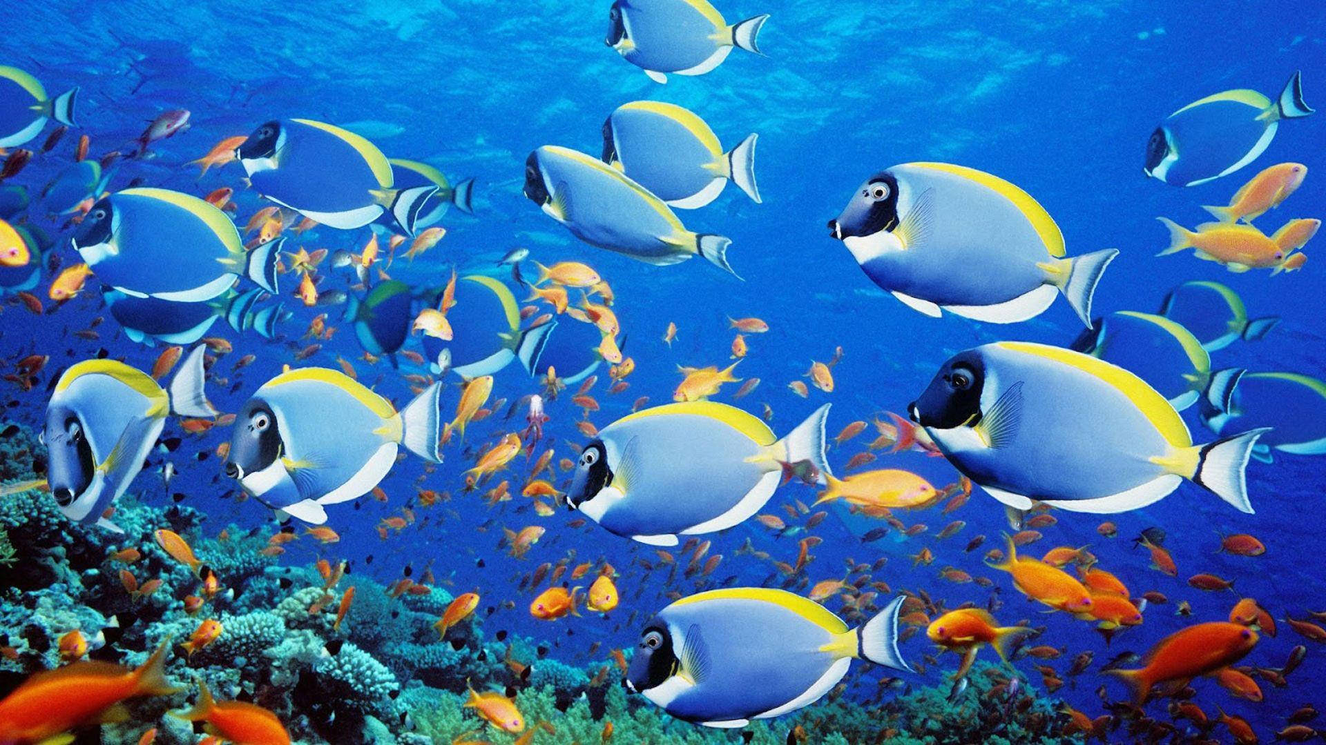 Beautiful Fish 桌布 壁紙 — 一群充滿活力的藍黃刺尾魚在清澈的碧藍海洋中優雅地游過色彩繽紛的珊瑚礁。