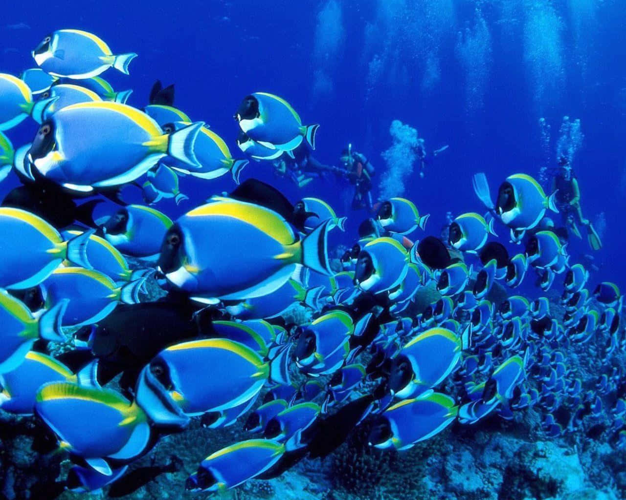 海洋 桌布 壁紙 — 一群充滿活力的藍黃色刺尾魚在珊瑚礁上優雅地游動，潛水員從上方觀察。