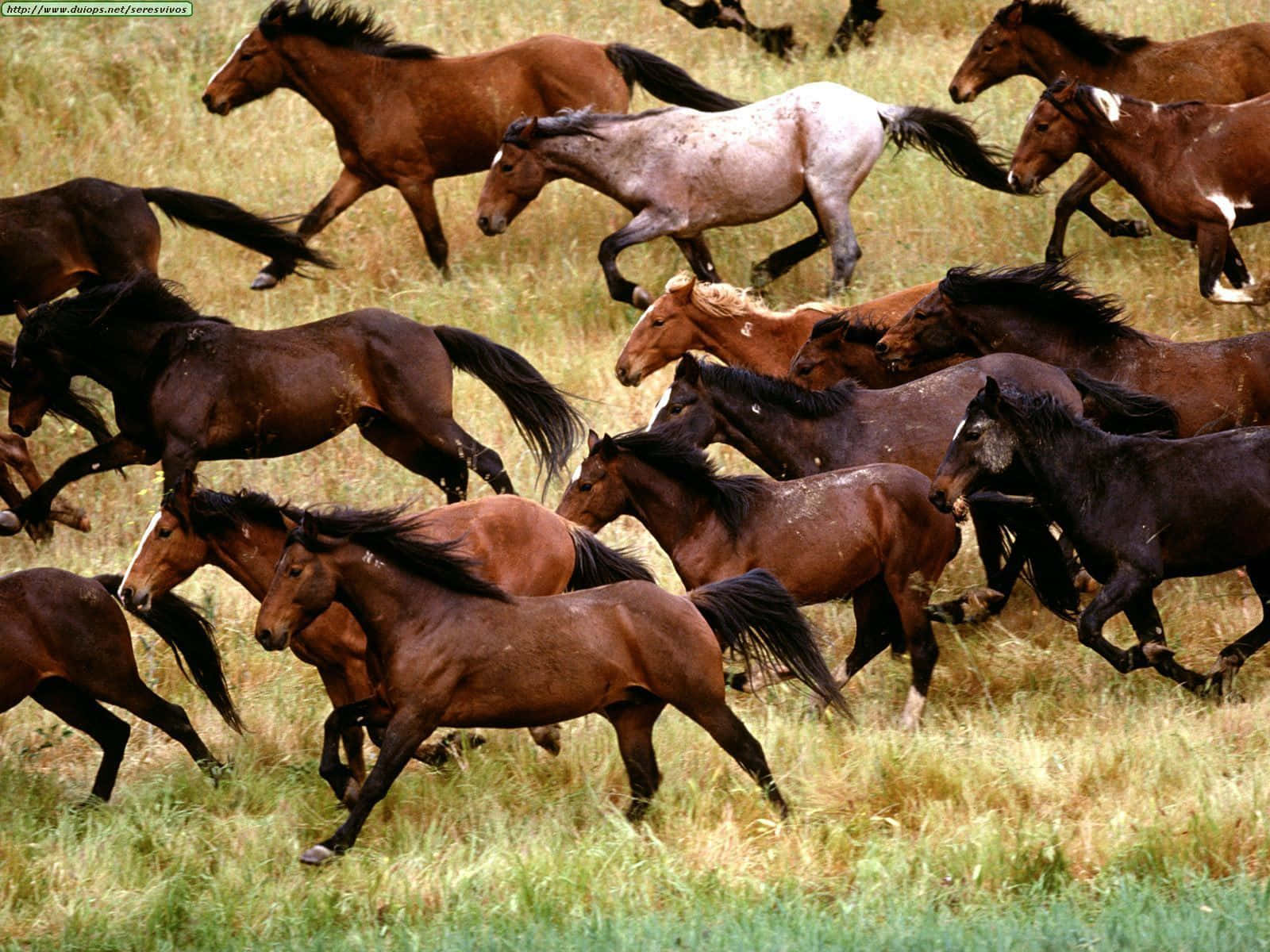 Mustang Horse 桌布 壁紙 — 一群充滿活力的野馬在陽光明媚的草地上奔馳，穿過高高的金色草叢。