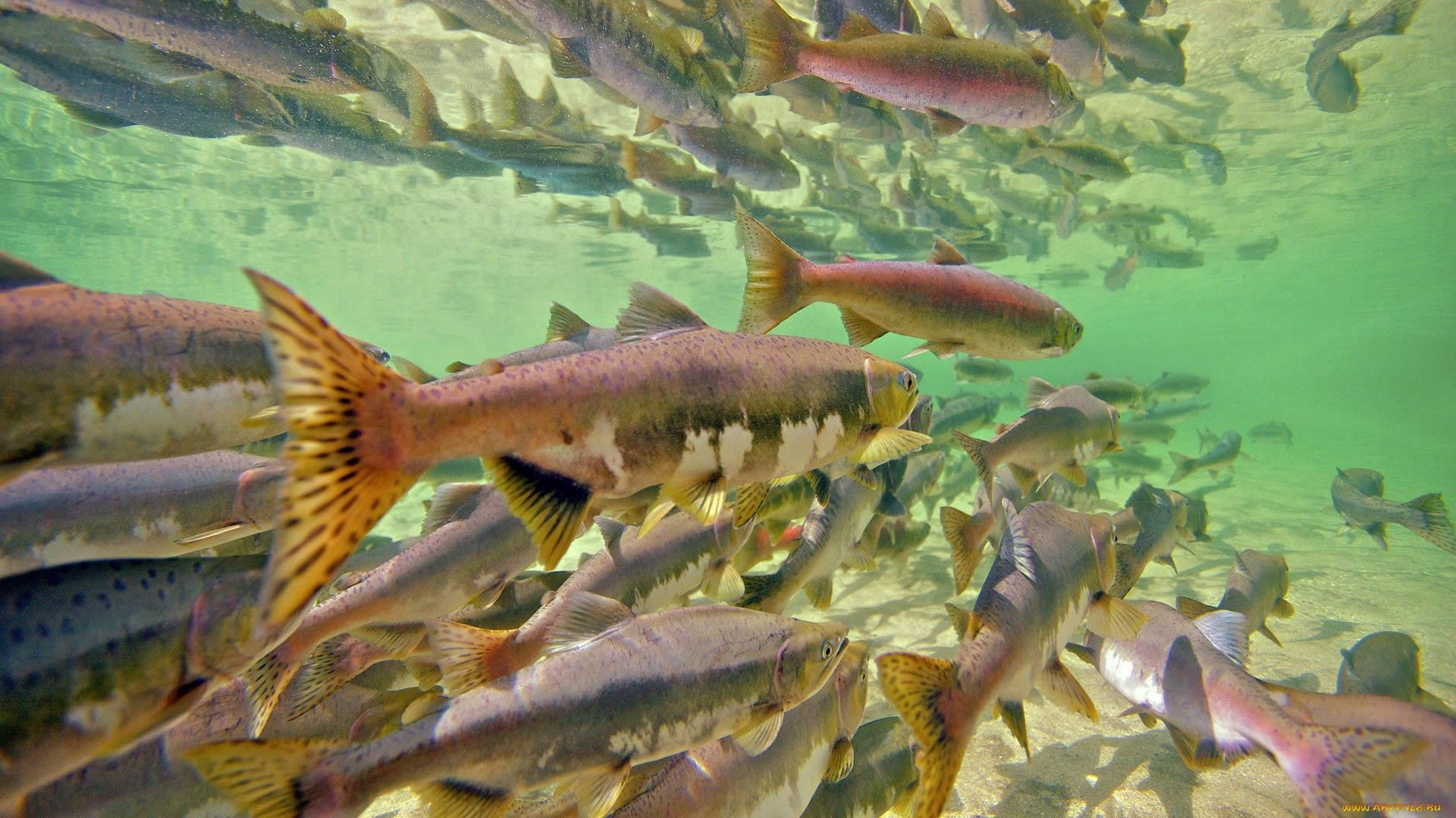 魚 桌布 壁紙 — 一群充滿活力的鮭魚在沙質河床附近清澈的綠色水中優雅地游動。