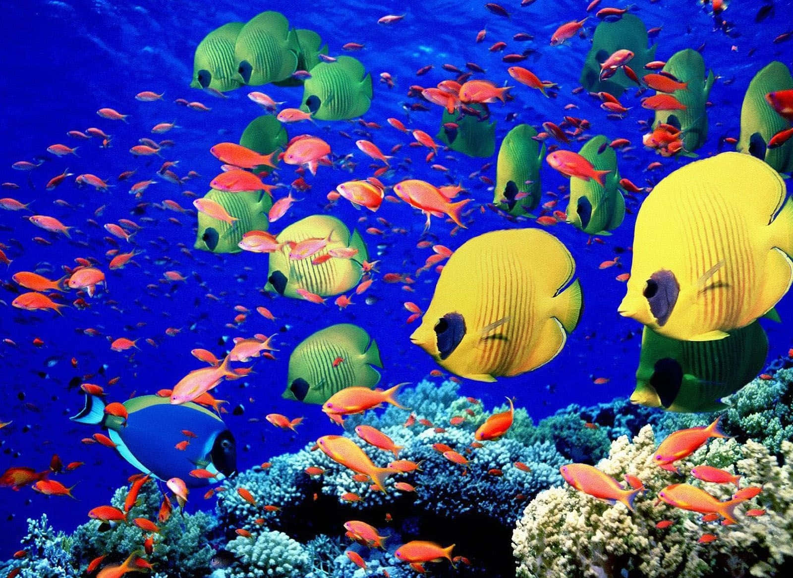 Fish Desktop 桌布 壁紙 — 一群充滿活力的黃、綠、橙色熱帶魚在深藍色海洋中優雅地游過色彩繽紛的珊瑚礁。