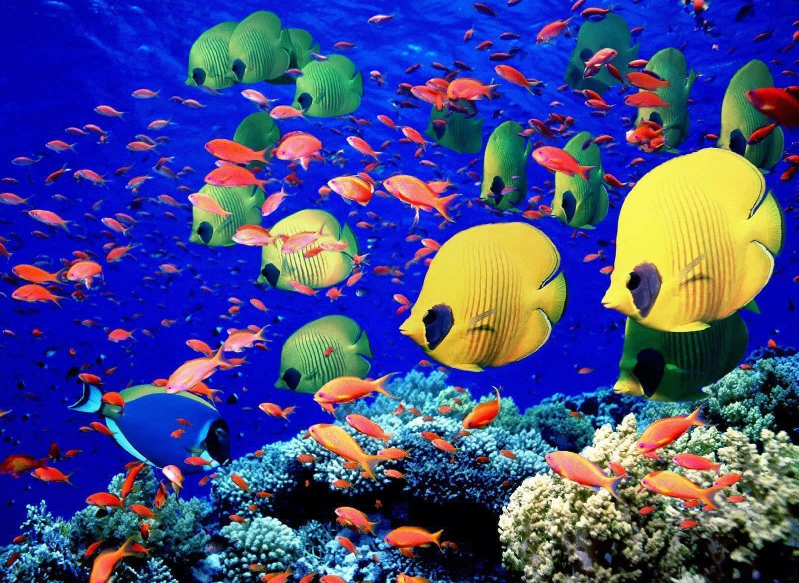 海洋 桌布 壁紙 — 一群充滿活力的黃色、綠色和橙色熱帶魚在深藍色海洋中色彩繽紛的珊瑚礁上優雅地游動。
