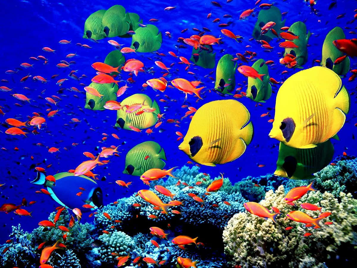 Coral Reef 桌布 壁紙 — 一群充滿活力的黃色和綠色蝴蝶魚在深藍色海水中的珊瑚礁之間游動。