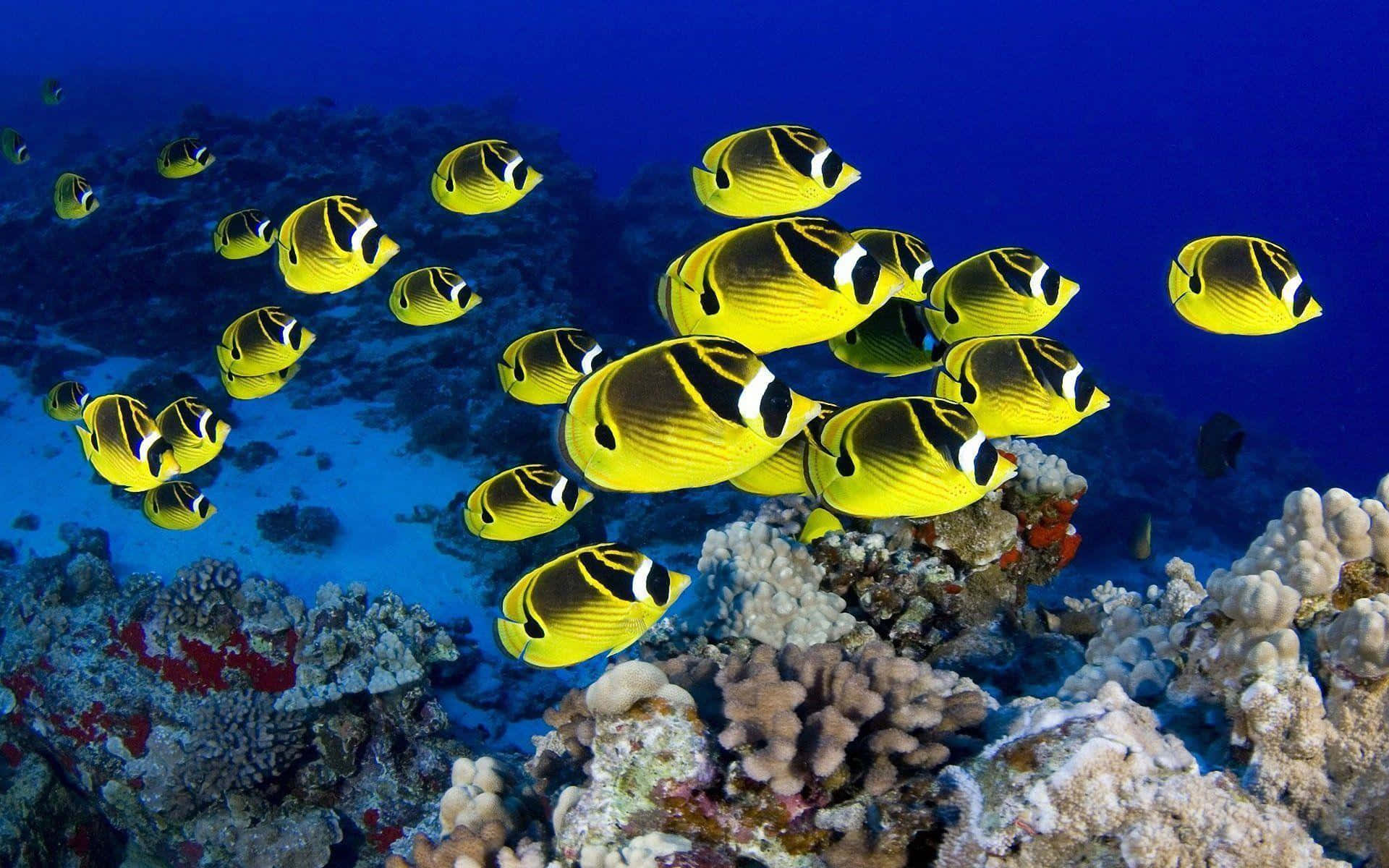 Fish Desktop 桌布 壁紙 — 一群充滿活力的黃黑蝴蝶魚在深藍色海洋中色彩繽紛的珊瑚礁上優雅地游動。