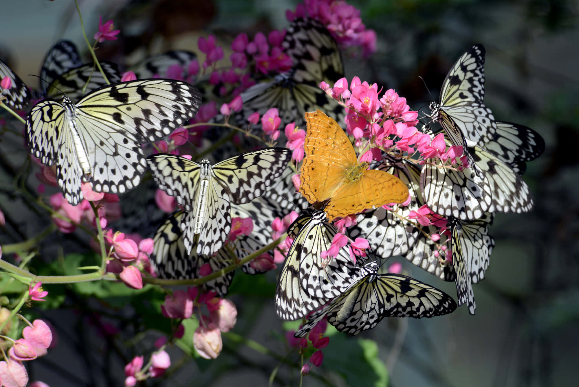 Butterfly Park 桌布 壁紙 — 一群充滿活力的黑白蝴蝶，其中一隻鮮橙色蝴蝶棲息在嬌嫩的粉紅色花朵上。