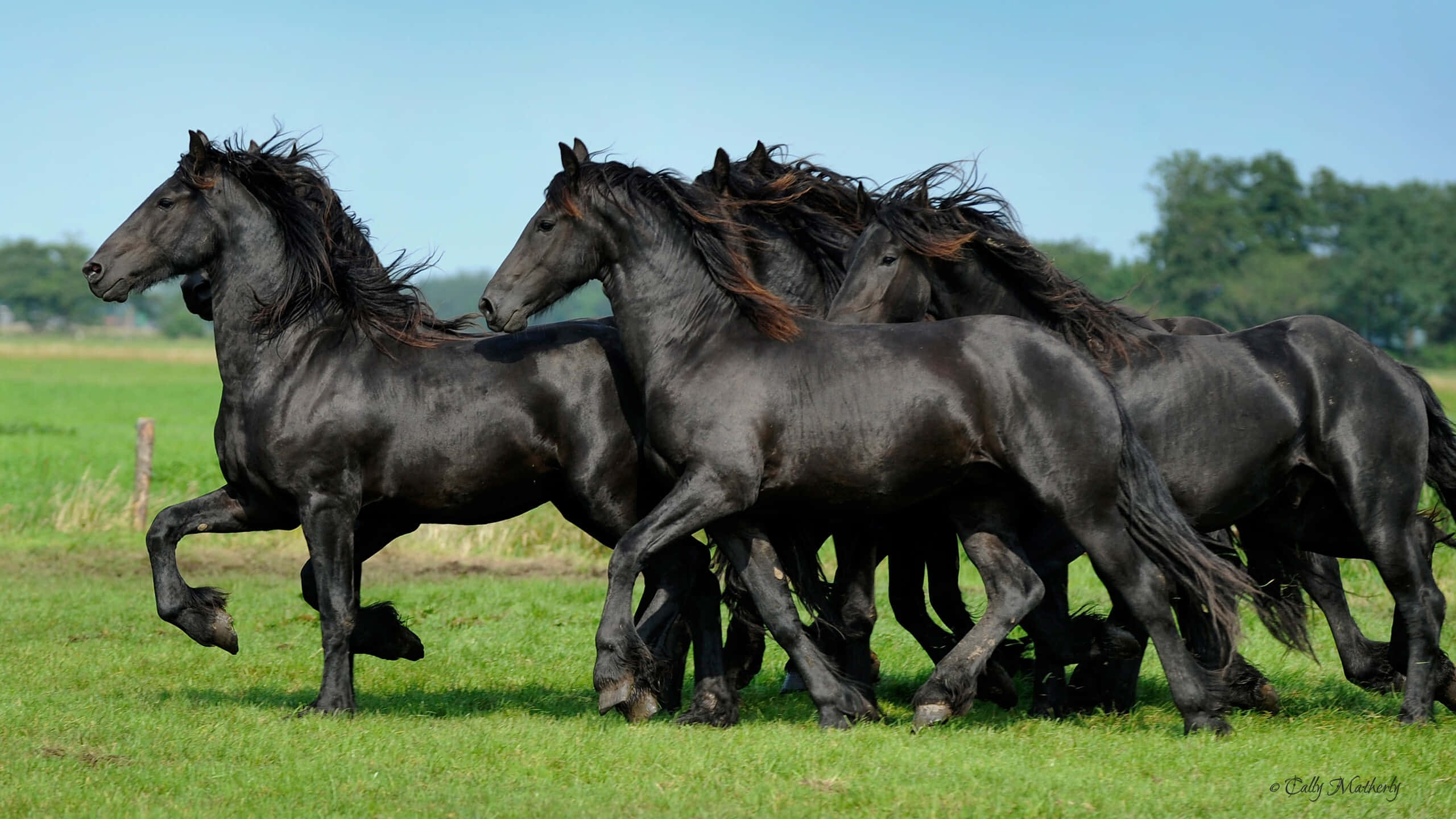 Black Horse 桌布 壁紙 — 一群充滿活力的黑色弗里斯蘭馬在晴朗的藍天下，奔馳在陽光明媚的綠色牧場上。