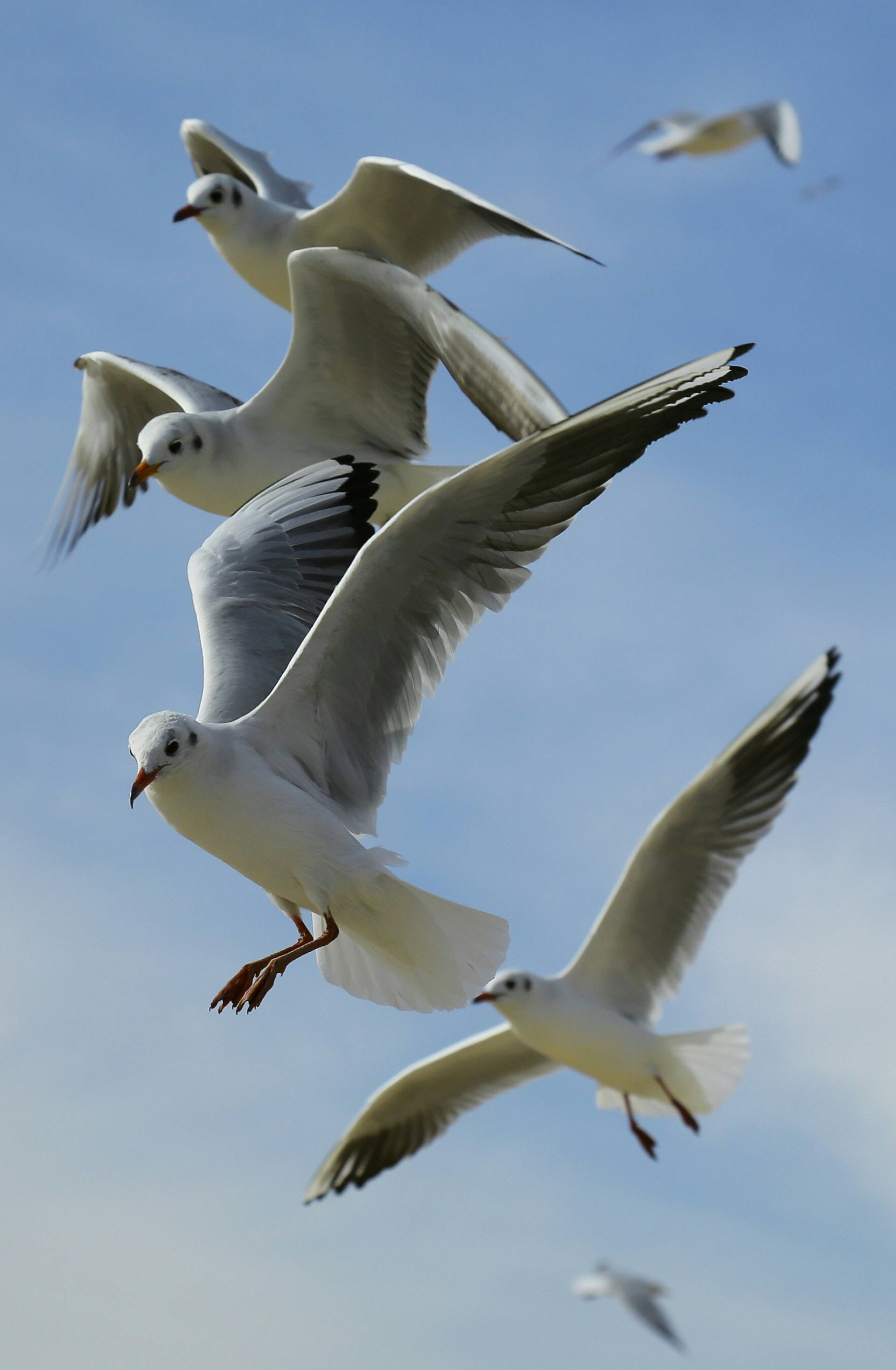 animals 桌布 壁紙 — 一群動感十足的海鷗在晴朗的藍天中翱翔，翅膀在空中張開。