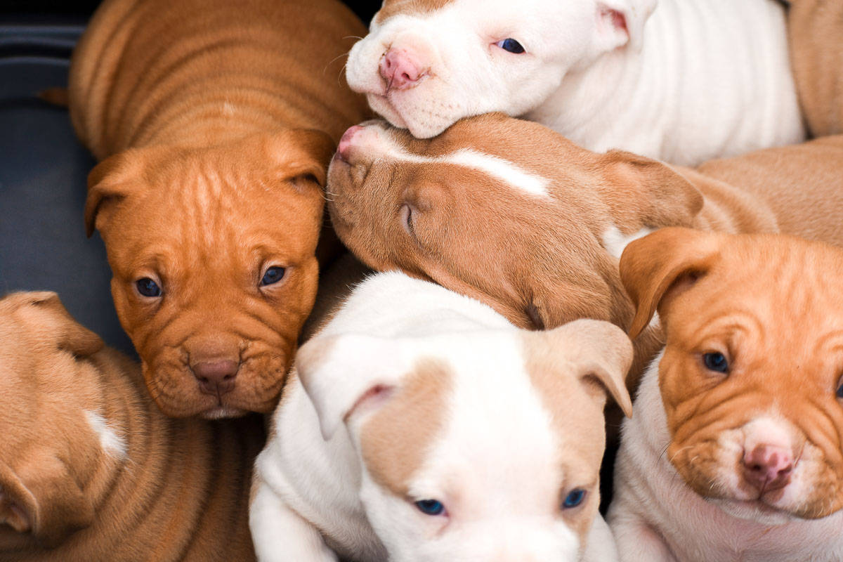 Pitbull Puppies 桌布 壁紙 — 一群可愛的鬥牛犬幼犬，臉上佈滿皺紋，藍色眼睛，在黑暗的表面上依偎在一起。