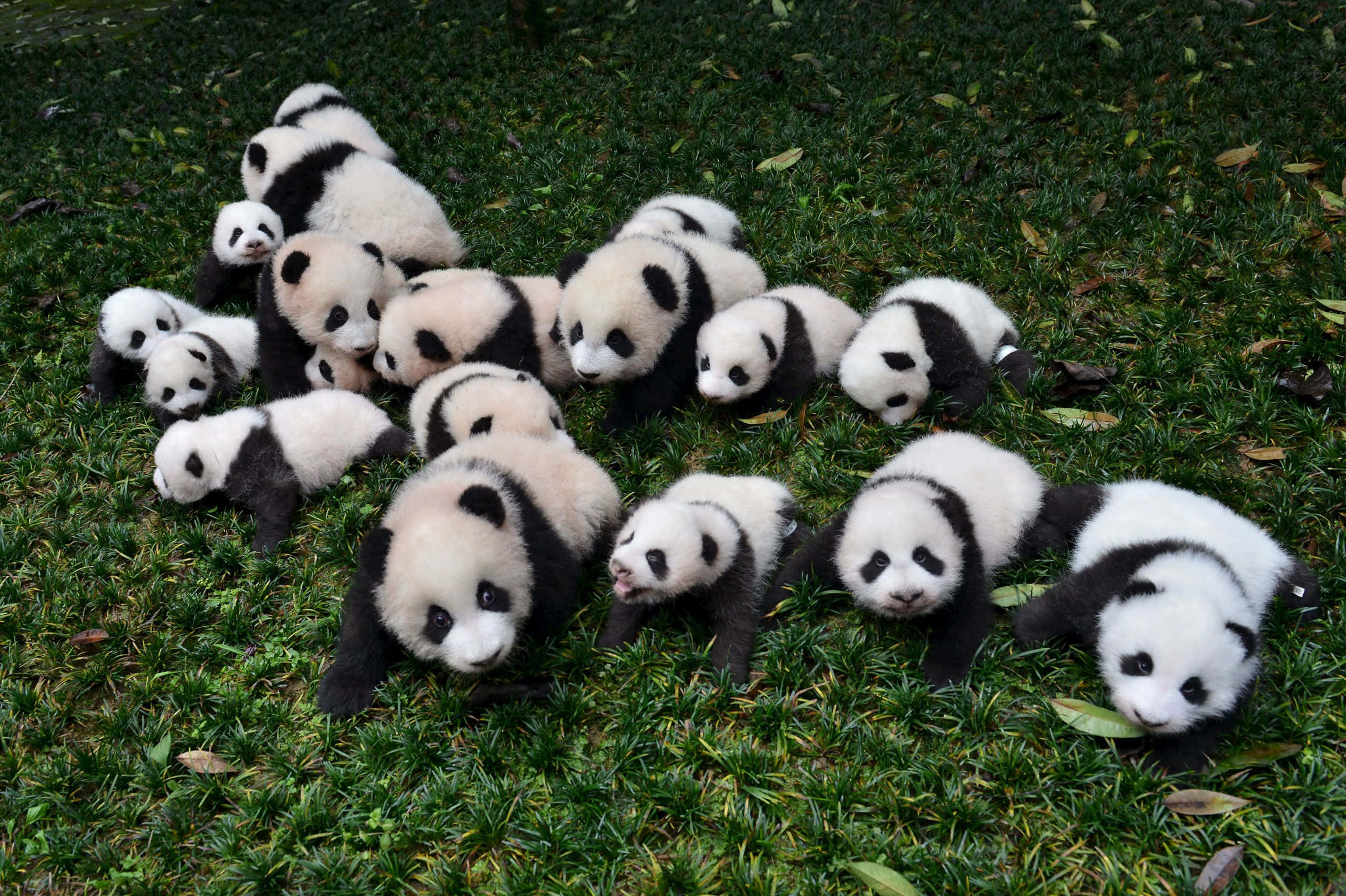 Beautiful Animal 桌布 壁紙 — 一群可愛的黑白毛色熊貓寶寶，頑皮地攤在鮮綠色的草地上。