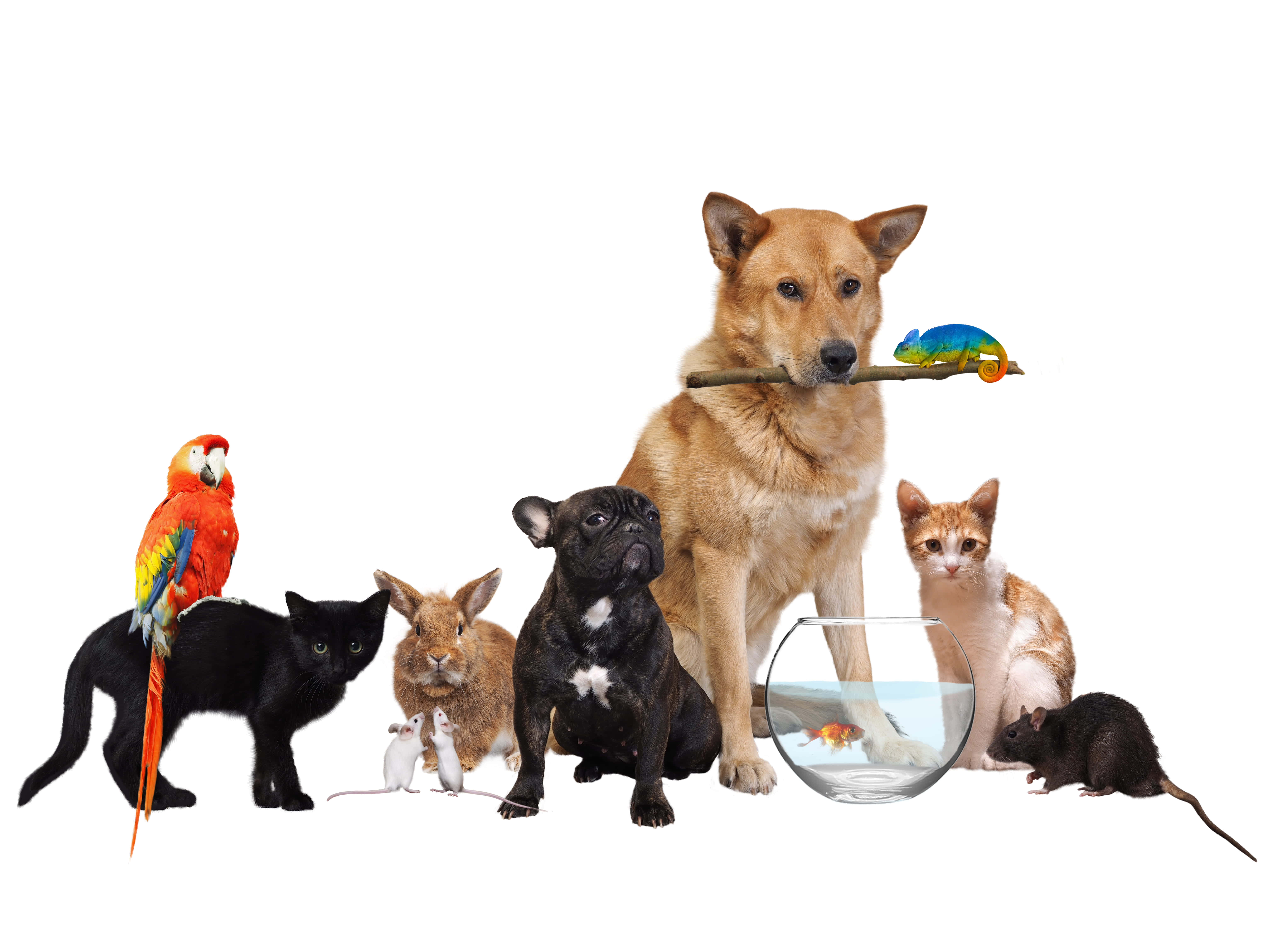 pets 桌布 壁紙 — 一群多樣化的寵物，包括一隻狗、一隻貓、一隻鸚鵡、一隻兔子和一條金魚，聚集在純白色背景前。