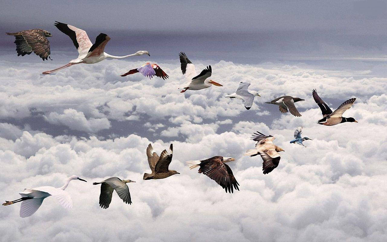 動物星球 桌布 壁紙 — 一群多樣化的鳥兒在柔和的灰色天空下，優雅地翱翔於廣闊的蓬鬆白雲之上。