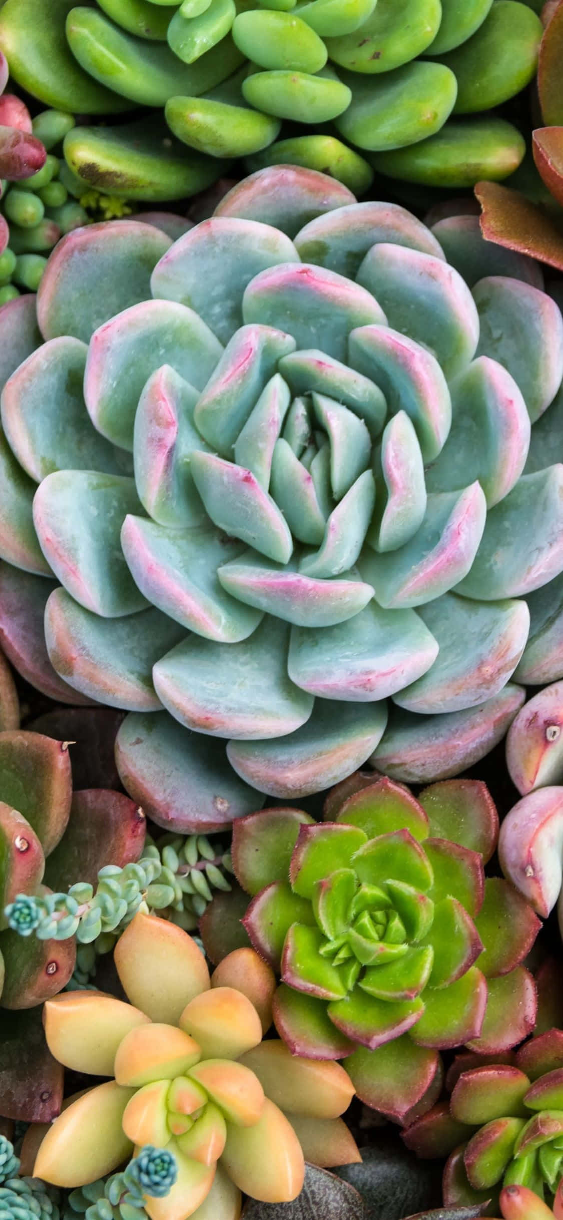 一群多肉植物堆疊在一起 壁紙