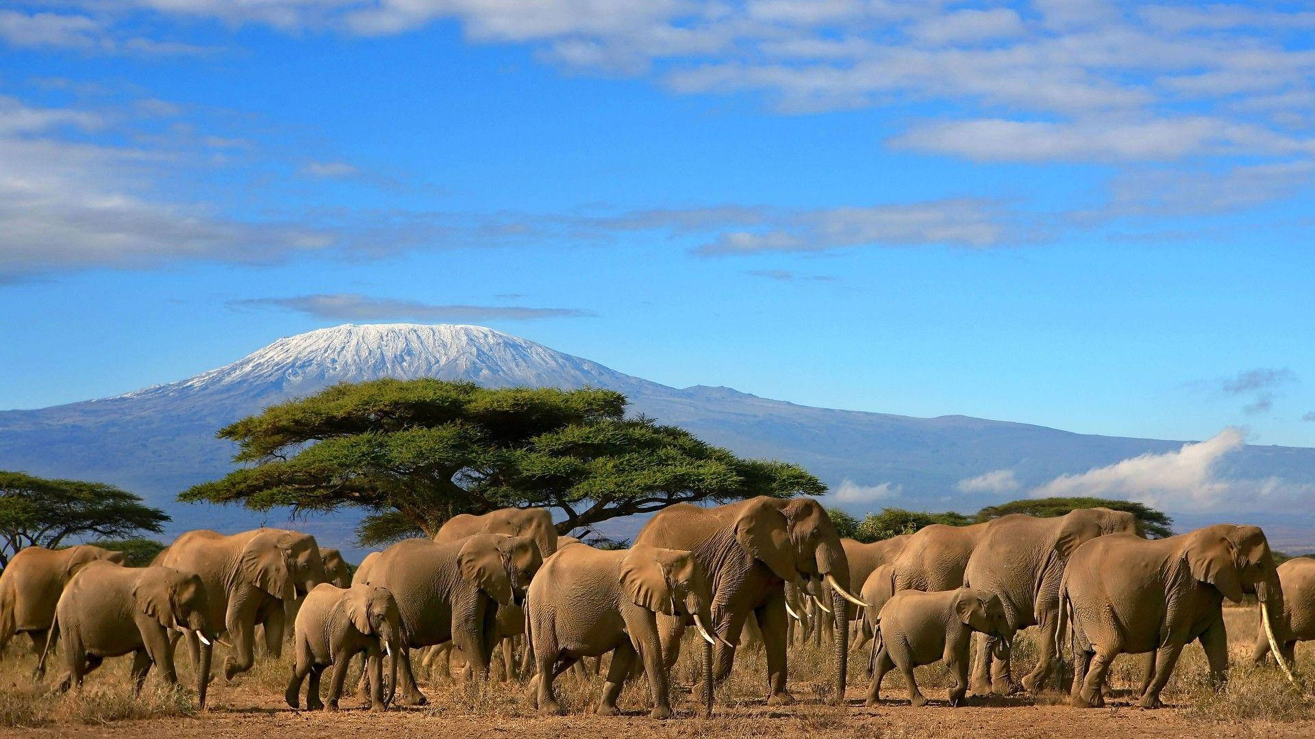 Kenya 桌布 壁紙 — 一群大象在金色大草原上行走，背景是晴朗的藍天和遠處白雪覆蓋的吉力馬札羅山。