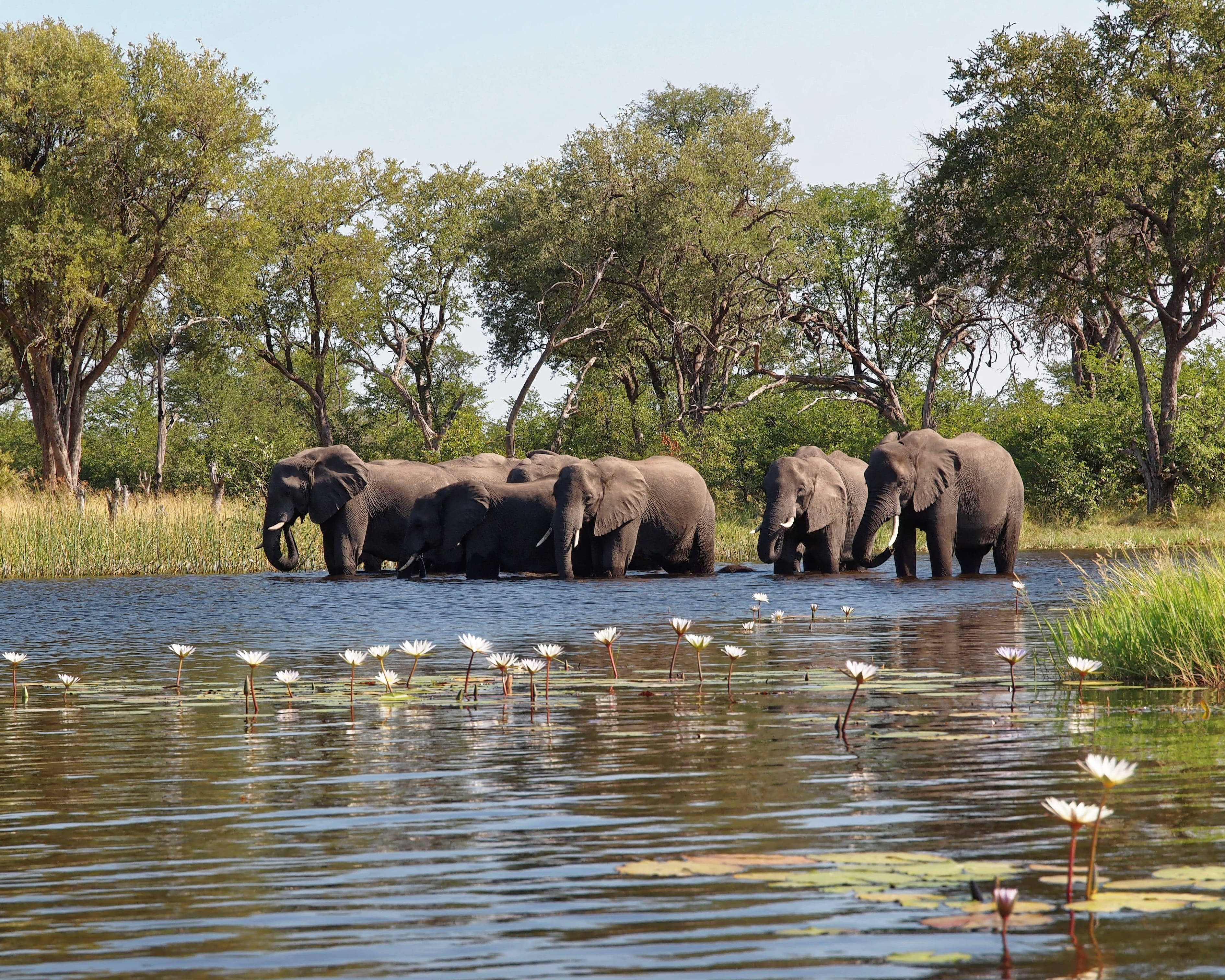 Botswana 桌布 壁紙 — 一群大象在陽光照耀的水道上涉水而行，水道點綴著白色睡蓮，周圍是茂密的綠樹。