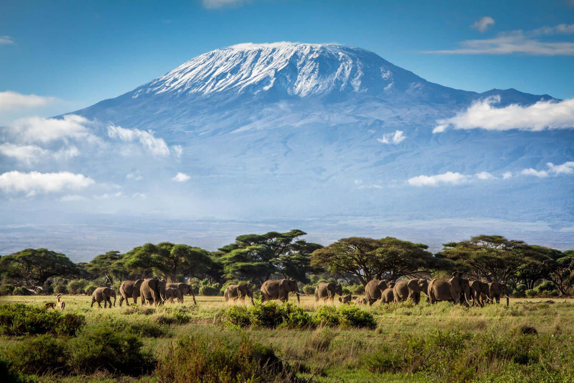 Tanzania 桌布 壁紙 — 一群大象在陽光照耀的稀樹草原上吃草，背景中白雪覆蓋的吉力馬札羅山雄偉地聳立。