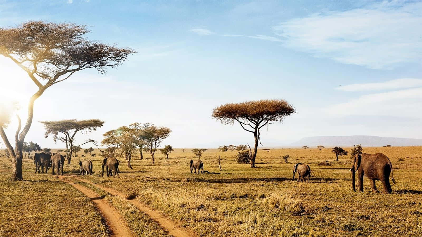 Tanzania 桌布 壁紙 — 一群大象在陽光照耀的非洲稀樹草原上，在金色的金合歡樹下吃草，一條蜿蜒的泥土小徑穿過其間。