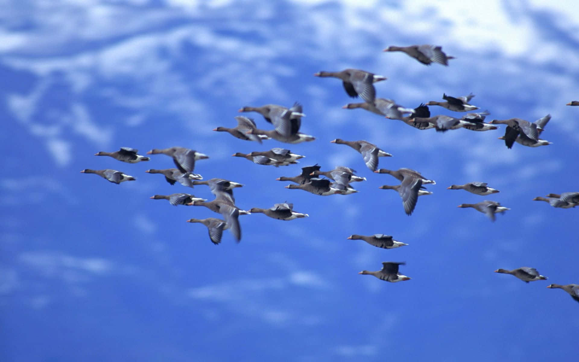 Birds Flying 桌布 壁紙 — 一群大雁在蔚藍的天空中排成隊形翱翔，伴隨著柔軟的白雲。