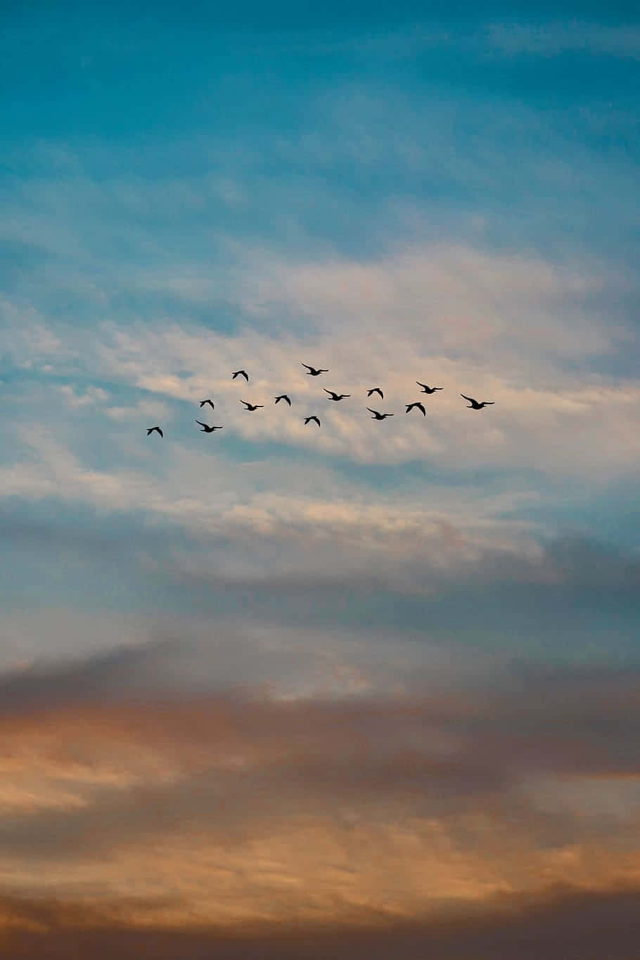 Birds Flying 桌布 壁紙 — 一群大雁排成人字形，在繪有柔和藍色和溫暖橙色雲彩的暮色天空中呈現剪影。
