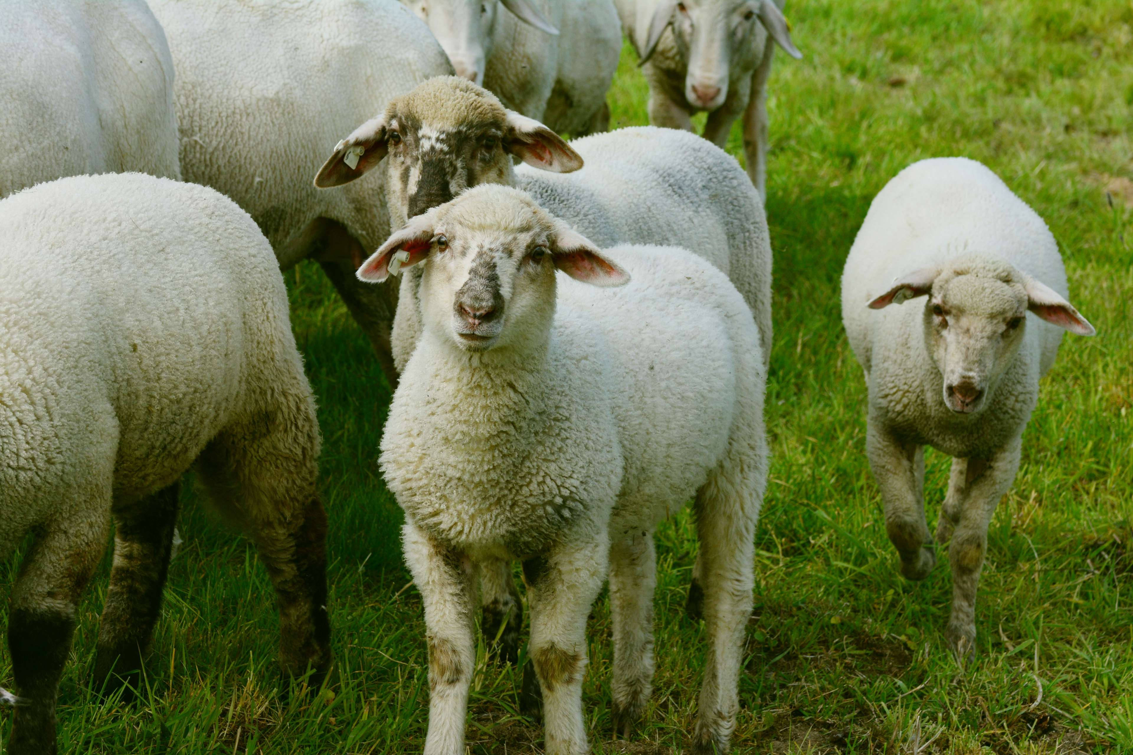Sheep 桌布 壁紙 — 一群好奇的毛茸茸白色綿羊在明亮的日光下，在充滿活力的綠色牧場吃草。
