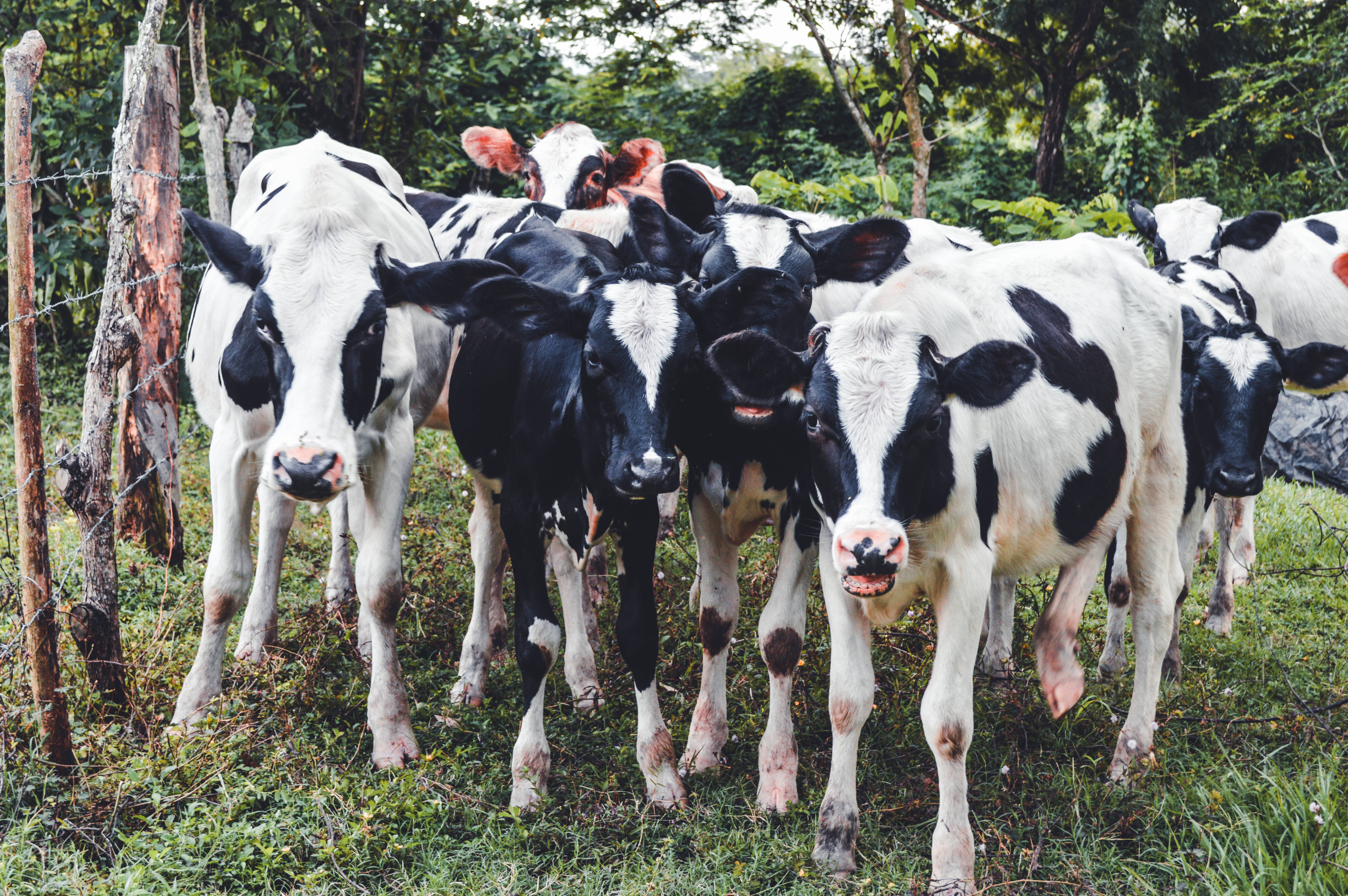 El Salvador 桌布 壁紙 — 一群好奇的黑白乳牛緊密地站在一片由風化木柵欄圍繞的茂盛綠色牧場上。