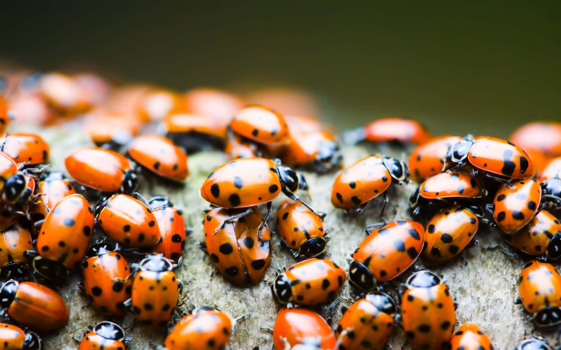 ladybug 桌布 壁紙 — 一群密集的亮橙色帶黑色斑點的瓢蟲在淺景深下爬過有紋理的樹皮。
