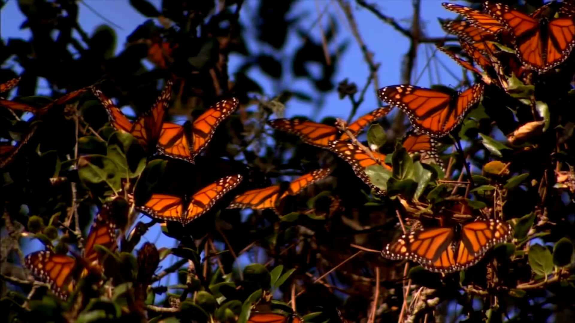 Butterfly Migration 桌布 壁紙 — 一群密集的帝王斑蝶，擁有橙色翅膀和黑色脈絡，在晴朗的藍天下棲息在綠葉上。