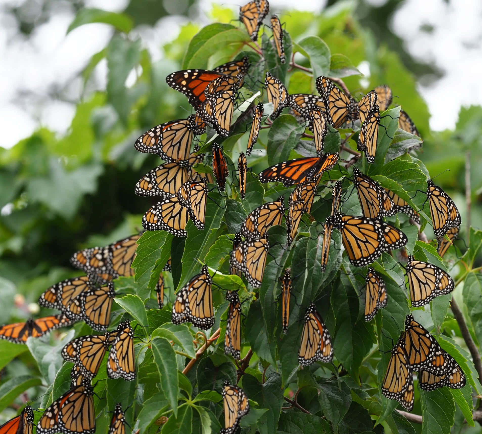 Butterfly Migration 桌布 壁紙 — 一群密集的帝王斑蝶，擁有橙色翅膀和黑色脈絡，棲息在茂盛的綠葉上。