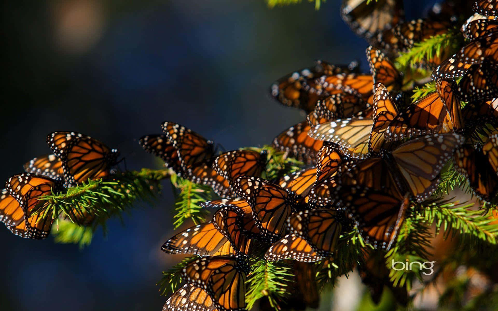 Monarch Butterfly 桌布 壁紙 — 一群密集的帝王斑蝶，擁有橙色翅膀和黑色脈絡，棲息在鮮綠色的松針上，背景是柔和的藍色。