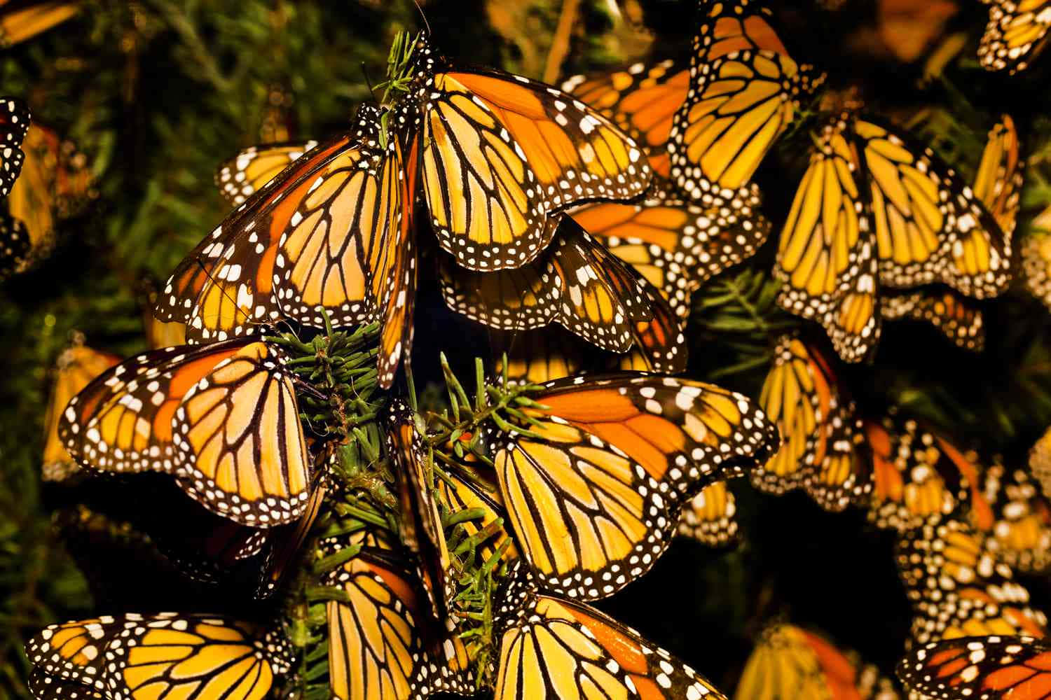Butterfly Migration 桌布 壁紙 — 一群密集的帝王斑蝶，擁有橙色翅膀和黑色脈絡，在柔和的金色光線中棲息在綠色葉片上。