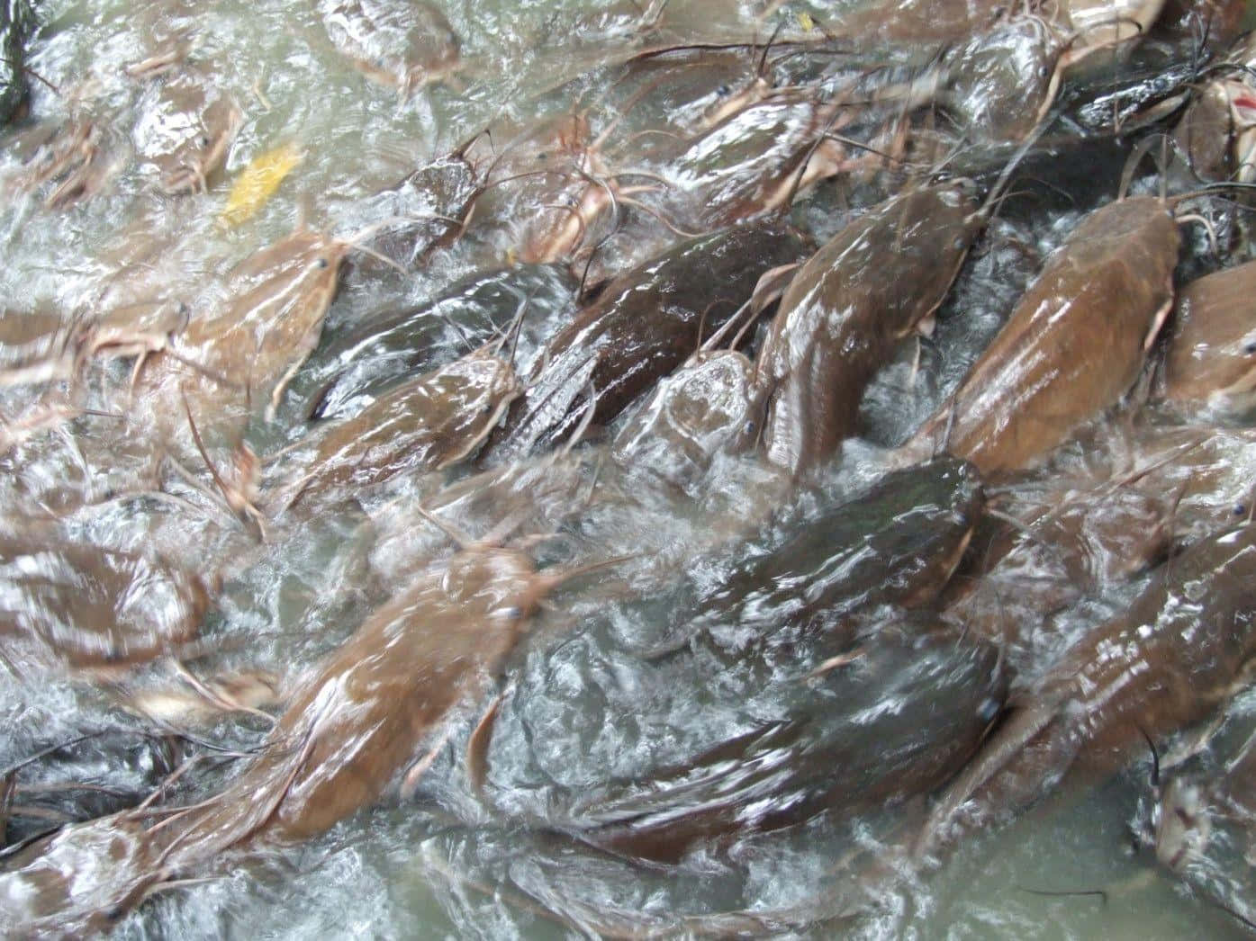 魚 桌布 壁紙 — 一群密集的棕色鯰魚在渾水中翻騰，激起湍急的漣漪和水花。