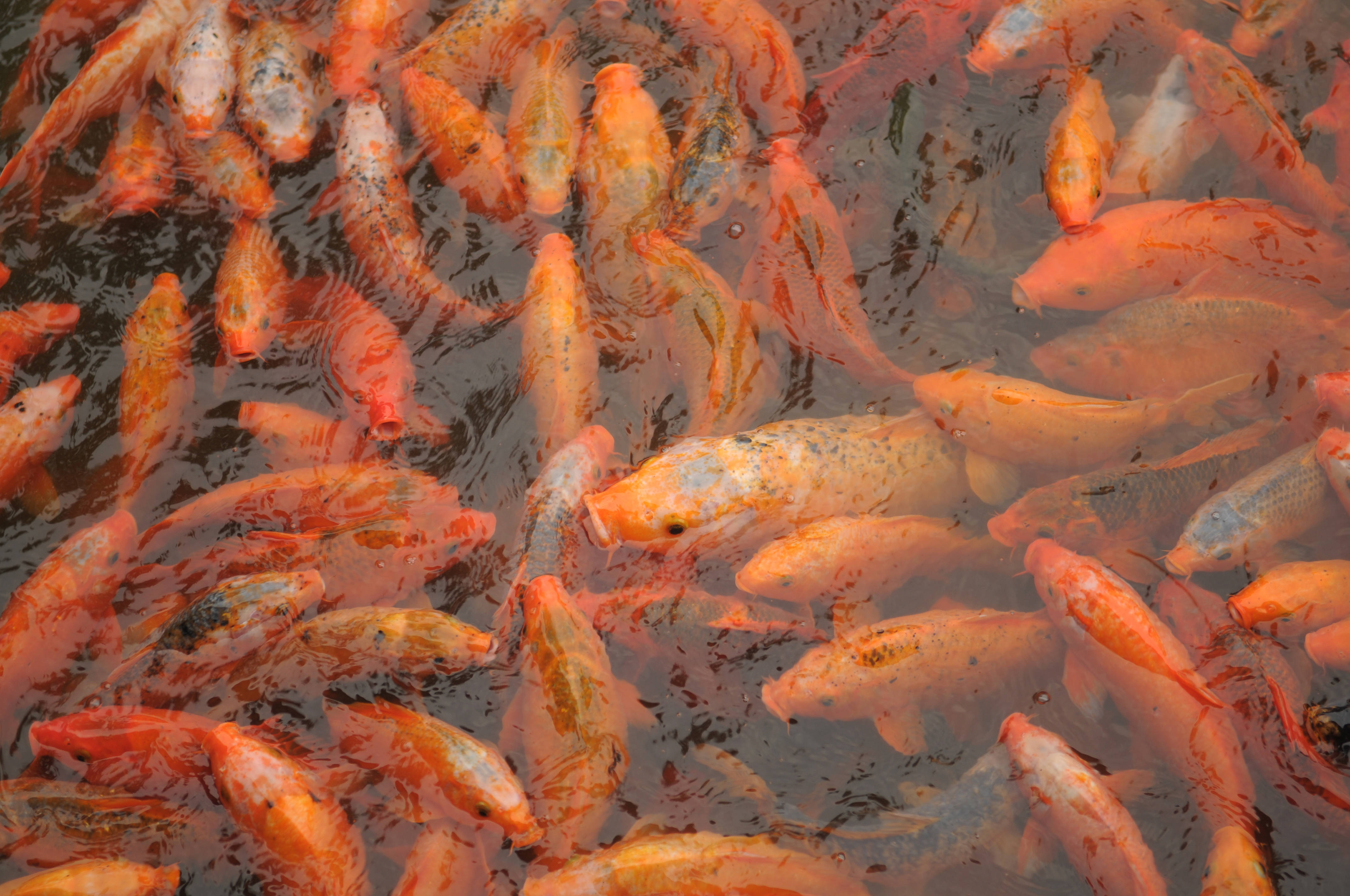 魚 桌布 壁紙 — 一群密集的橙色和白色錦鯉在黑暗的漣漪水中優雅地游動。