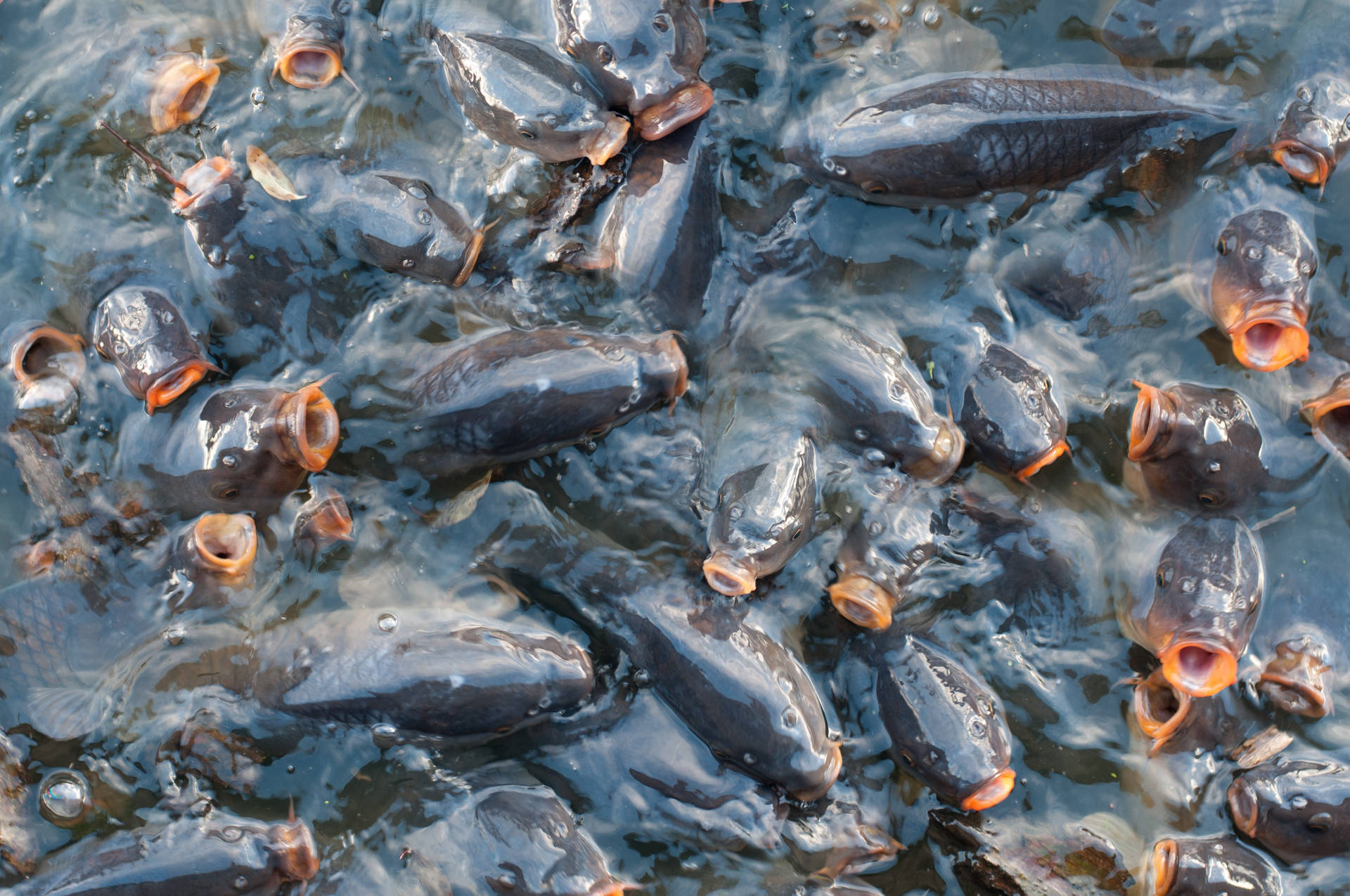 Fishing 桌布 壁紙 — 一群密集的深色魚，長有橙色嘴巴，在漣漪的水中急切地浮出水面。