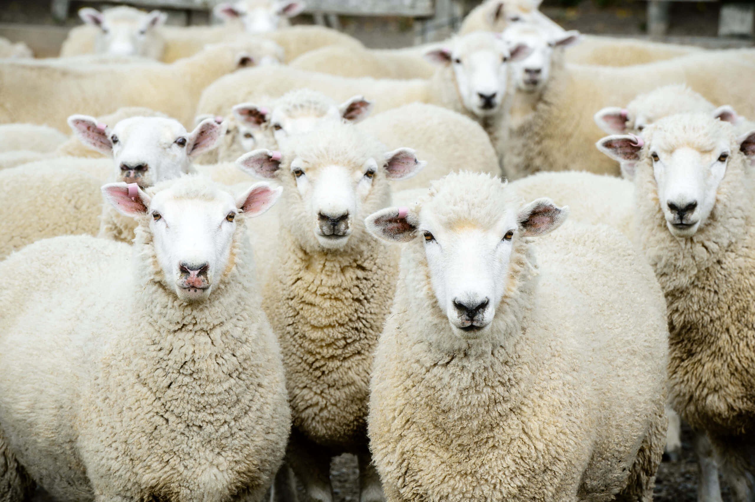 Lamb 桌布 壁紙 — 一群密集的白色蓬鬆綿羊，帶著好奇的表情，在田園環境中直視鏡頭。