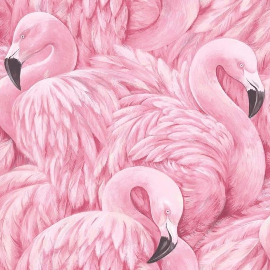 Pink Flamingos 桌布 壁紙 — 一群密集的粉紅色火烈鳥，羽毛細緻，喙部黑色，營造出柔軟有紋理的壁紙。