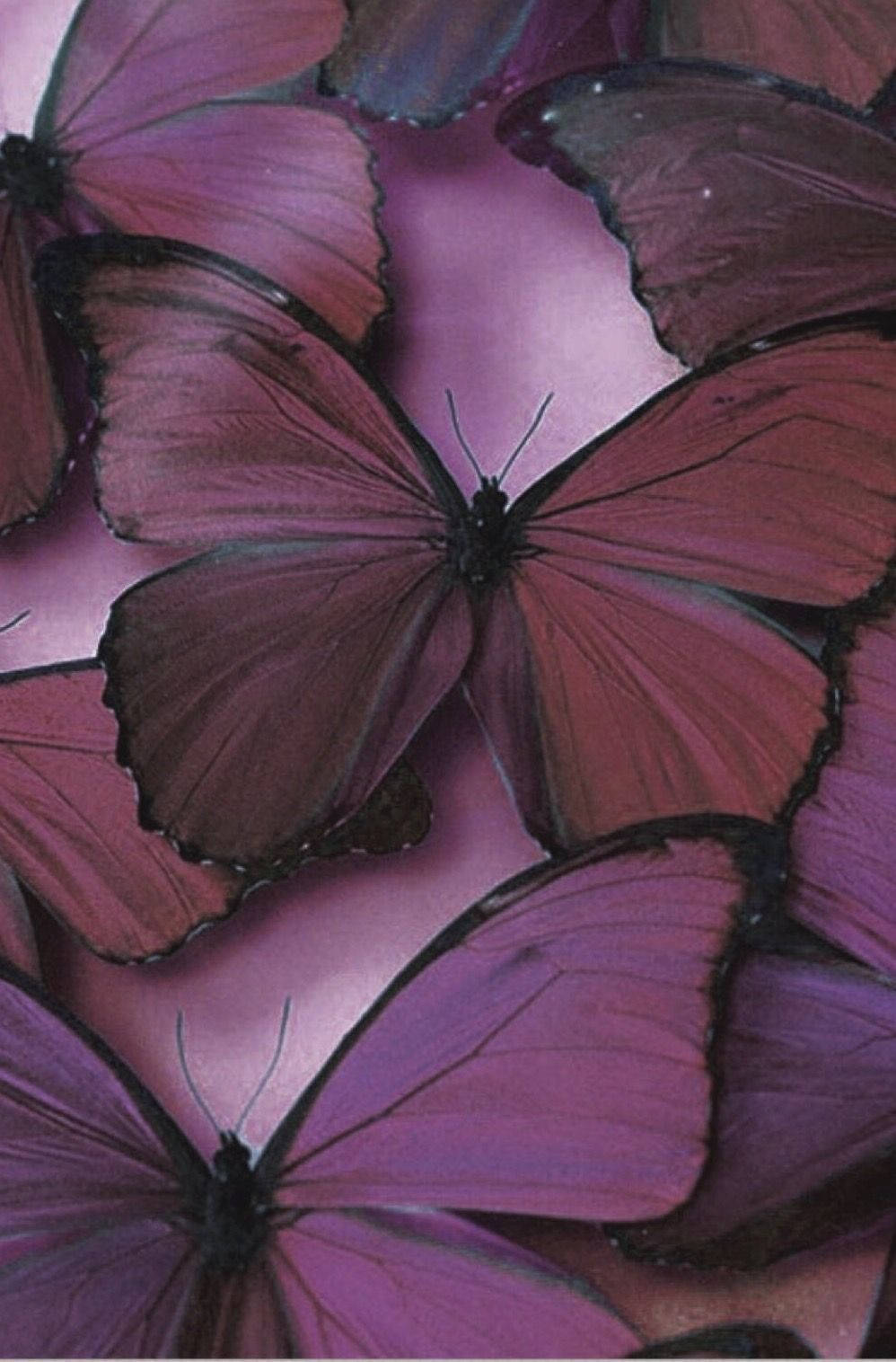 purple butterfly phone 桌布 壁紙 — 一群密集的紫色蝴蝶，帶有深色邊緣，在柔和的粉紅色背景上休息。