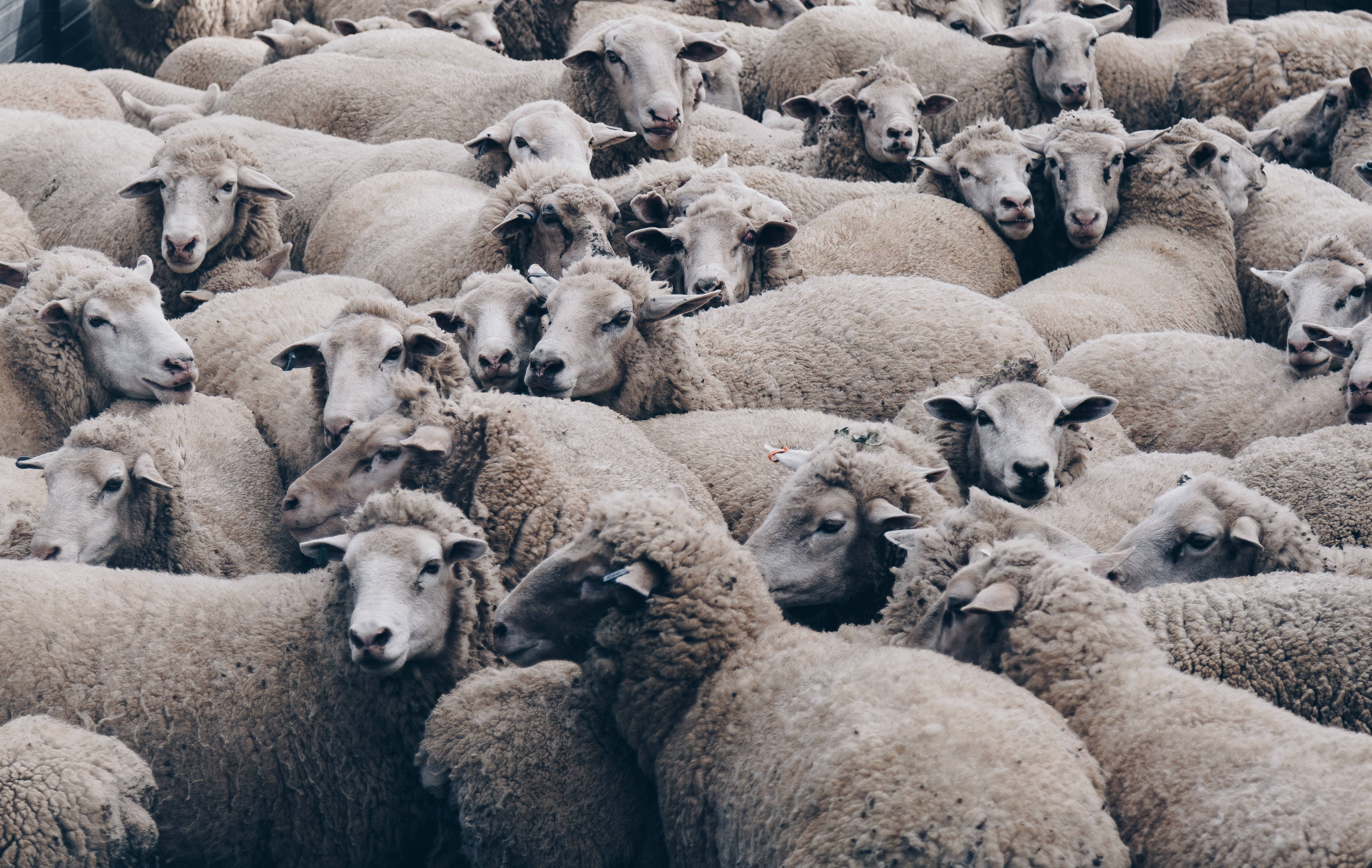 Sheep 桌布 壁紙 — 一群密集的羊毛羊，好奇的臉緊緊擠在一起。