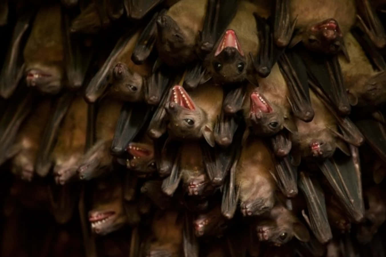 Bats 桌布 壁紙 — 一群密集的蝙蝠倒掛在黑暗的洞穴中，有些張開嘴露出粉紅色的舌頭和尖銳的牙齒。