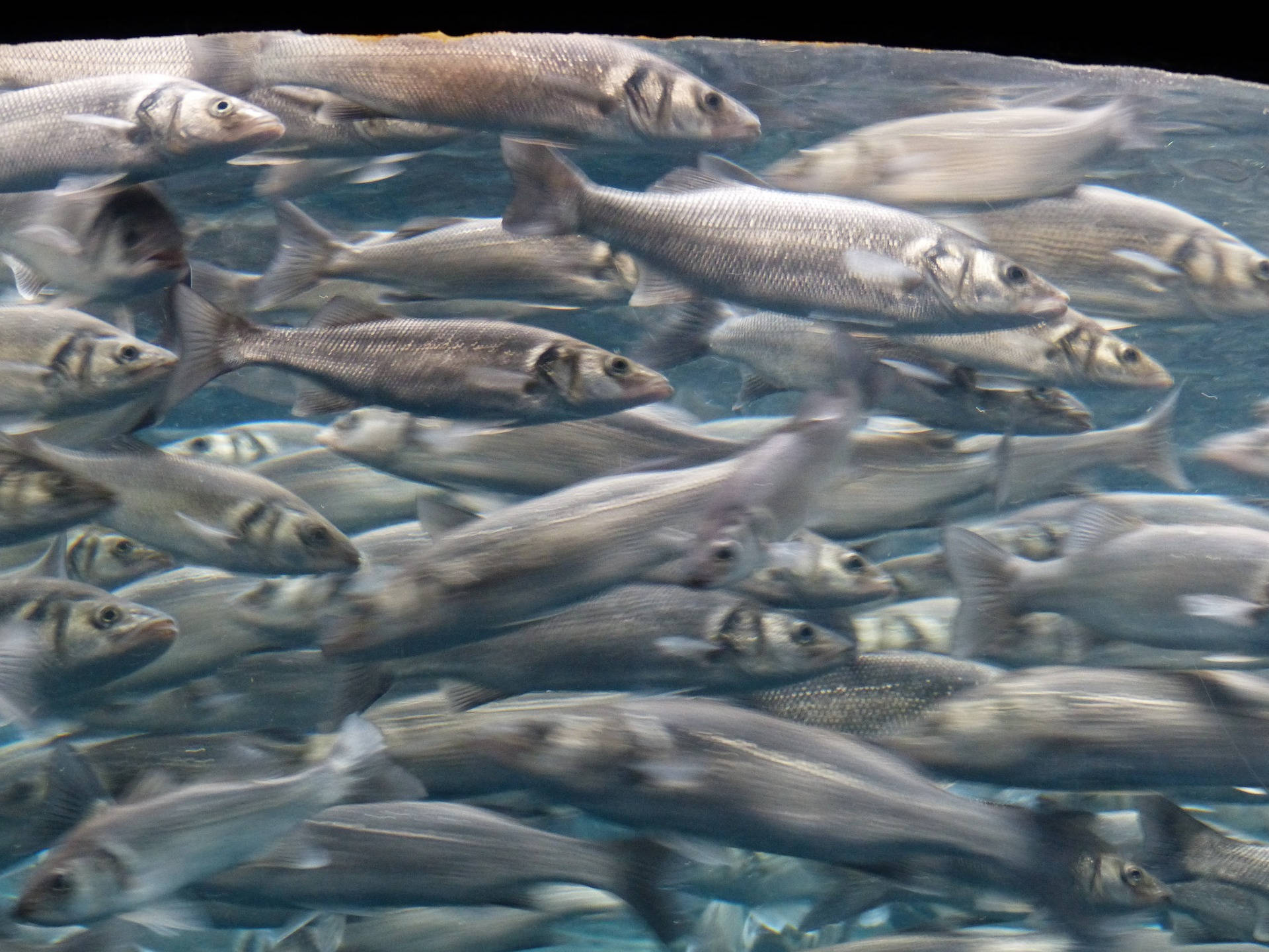 Herring 桌布 壁紙 — 一群密集的銀色魚群在清澈的藍色水中動態游動，帶有動態模糊效果。