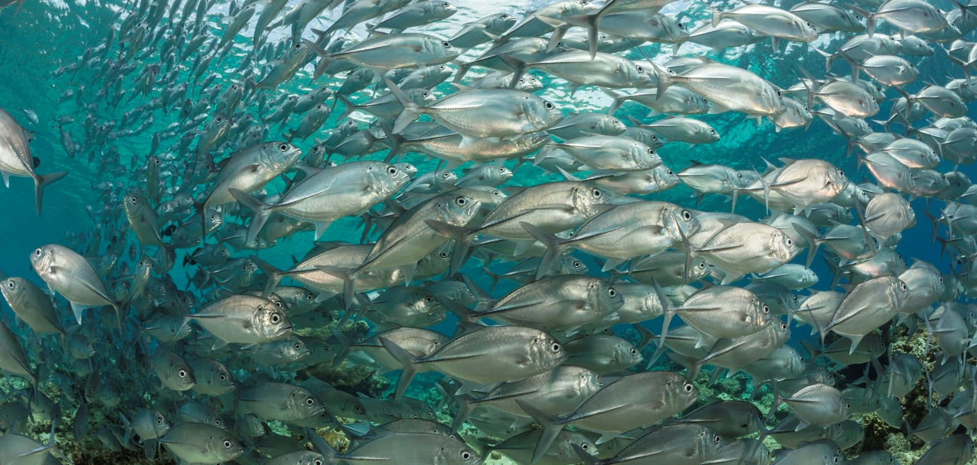 水下動畫 桌布 壁紙 — 一群密集的銀色魚群在珊瑚礁上方的碧綠海水中游動。