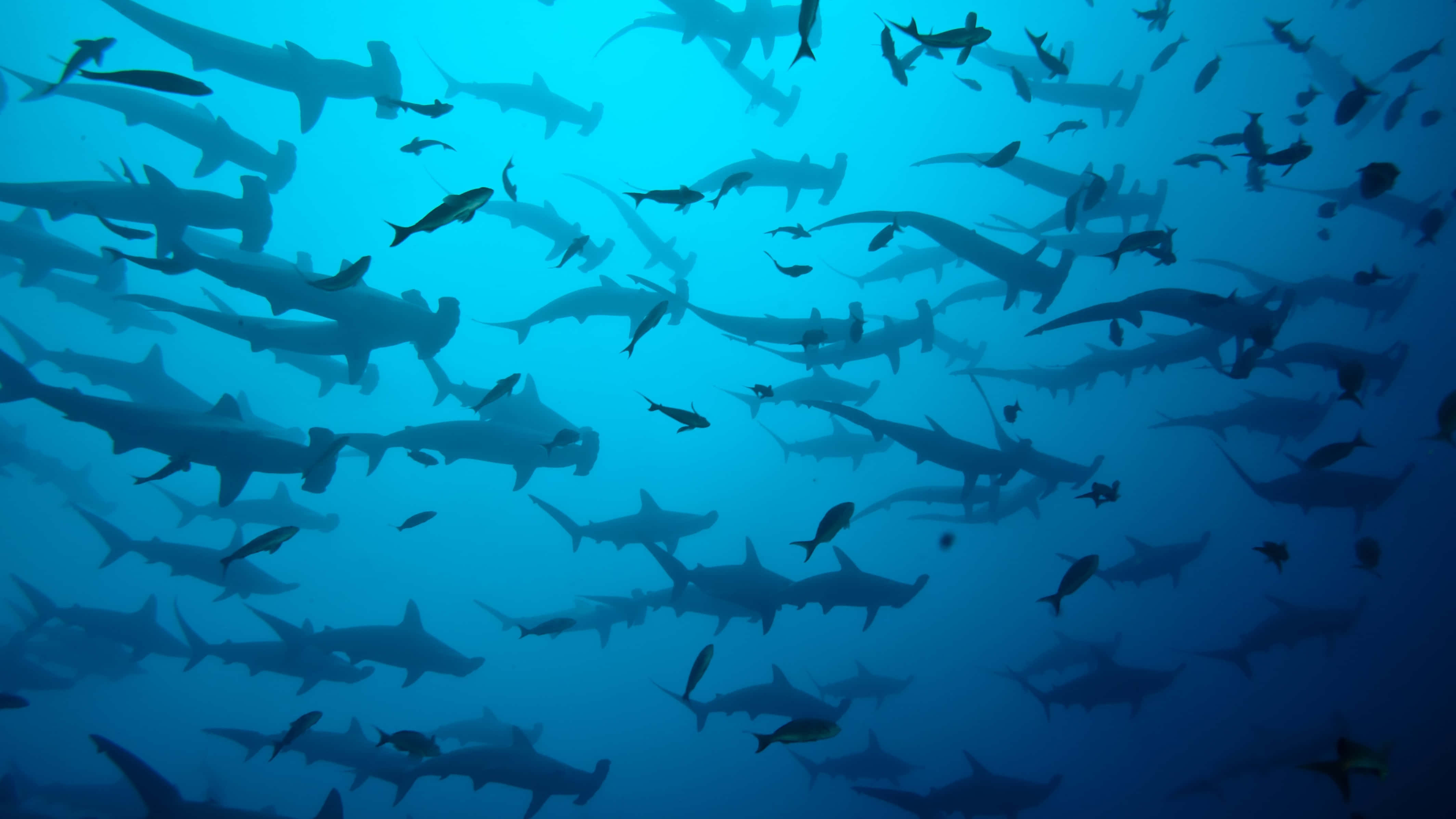 Hammerhead Shark 桌布 壁紙 — 一群密集的雙髻鯊在深藍色海水中滑行，上演一場動感的水下芭蕾。