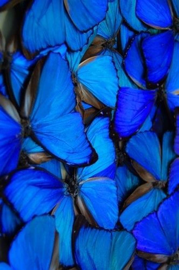 dark blue aesthetic tumblr 桌布 壁紙 — 一群密集的鮮藍色閃蝶，帶有虹彩翅膀和棕色邊緣。
