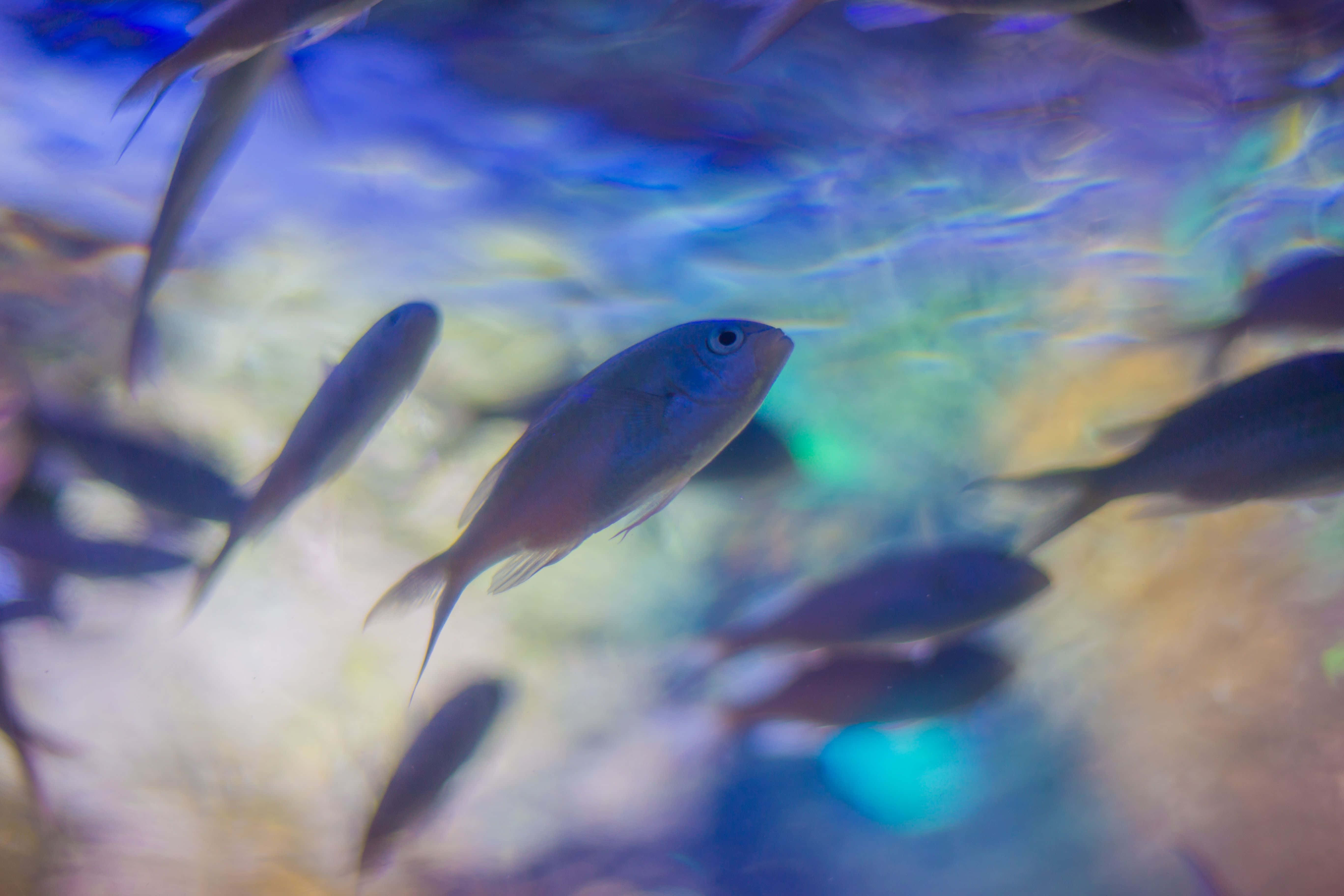 Aquatic 桌布 壁紙 — 一群小魚在藍色的水中優雅地游過，水面有閃爍的光線圖案。