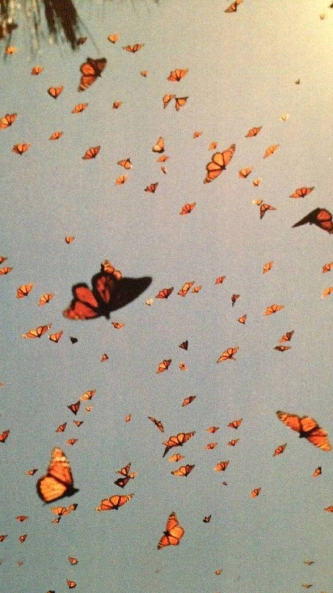 帝王斑蝶在淡藍色的天空中飛翔。 — 蝴蝶美學 GIF 壁紙