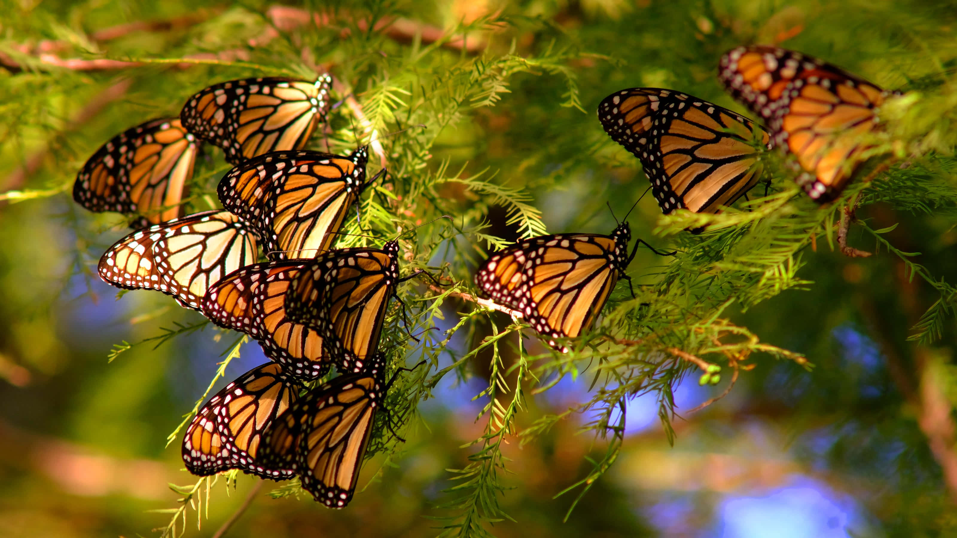 Butterfly Migration 桌布 壁紙 — 一群帶有橙色翅膀和黑色脈絡的 monarch 蝴蝶在溫暖陽光下棲息在鮮綠色松針上。