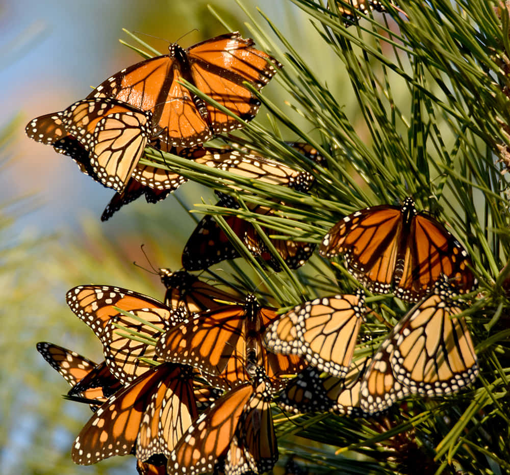 Butterfly Migration 桌布 壁紙 — 一群帶有橙色翅膀和黑色脈絡的帝王蝶在明亮的陽光下停留在綠色的松針上。