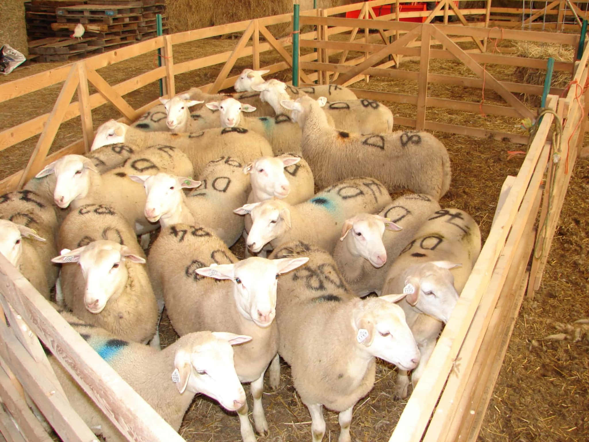 Lamb 桌布 壁紙 — 一群帶有識別標記的羊隻緊密地站在農場的木柵欄圍欄內。